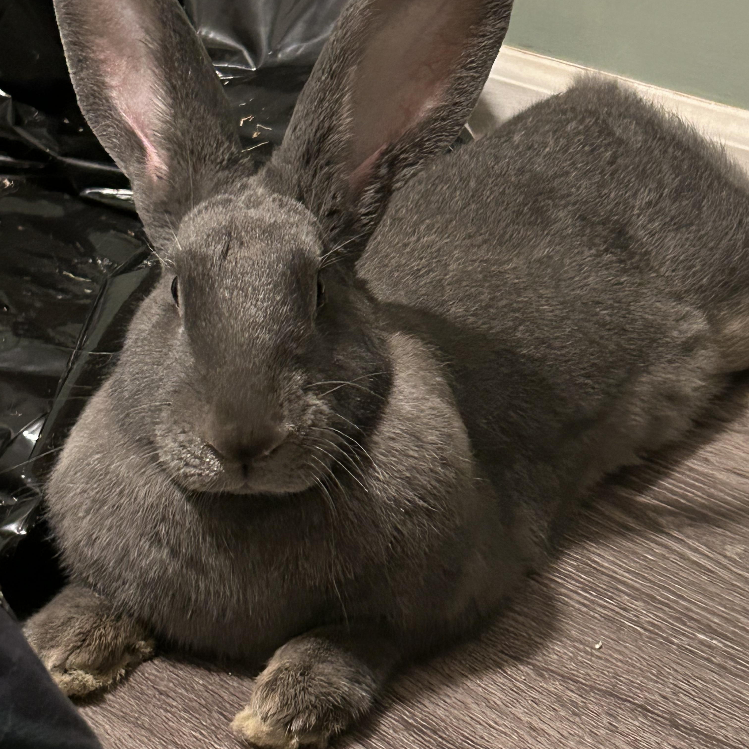 Enlarge Eleanor , an adopted Flemish Giant in Midlothian, VA image 1/4