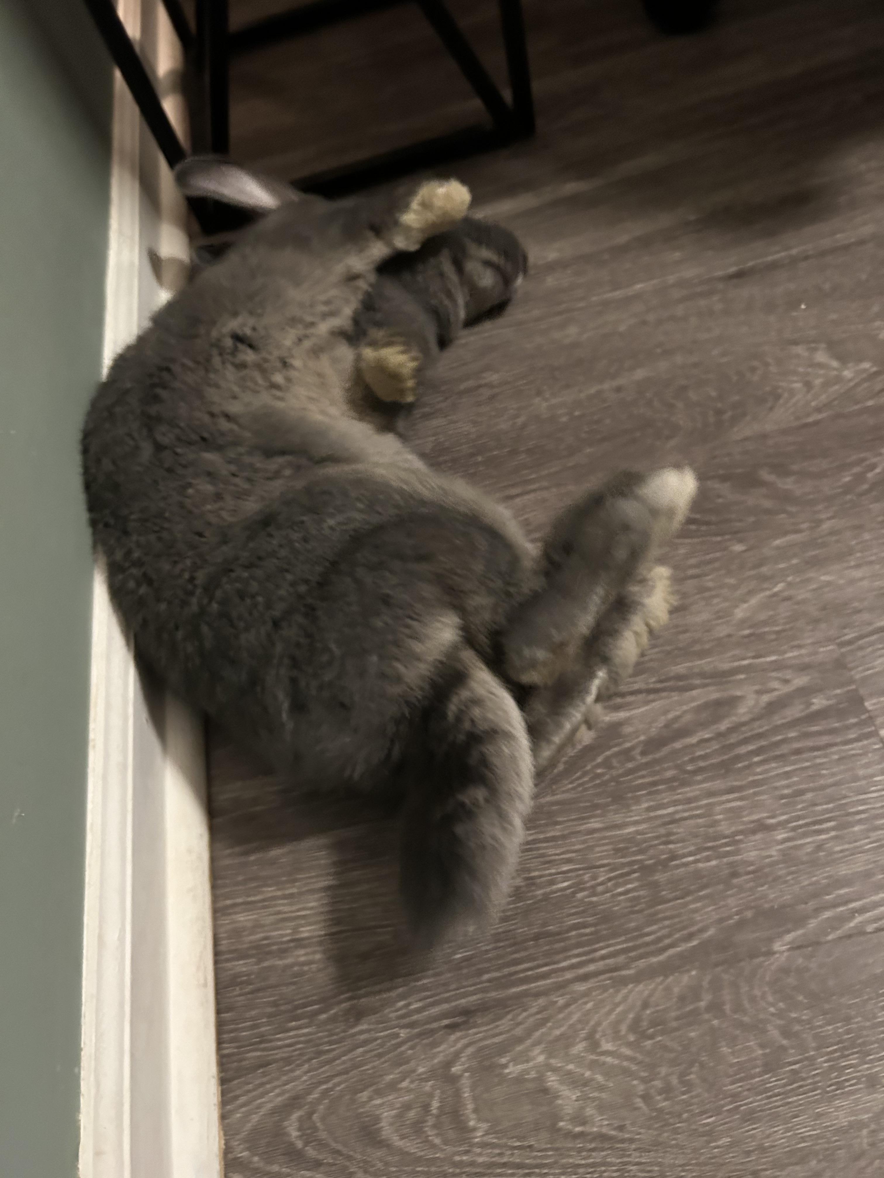 Enlarge Eleanor , an adopted Flemish Giant in Midlothian, VA image 4/4