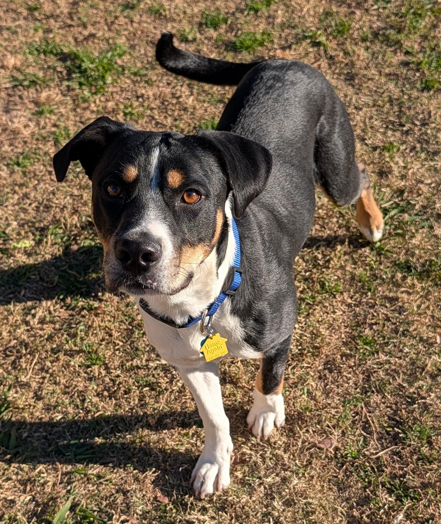 Enlarge Jester* A215027, a ADOPTABLE mixed breed in Plano, TX image 1/6