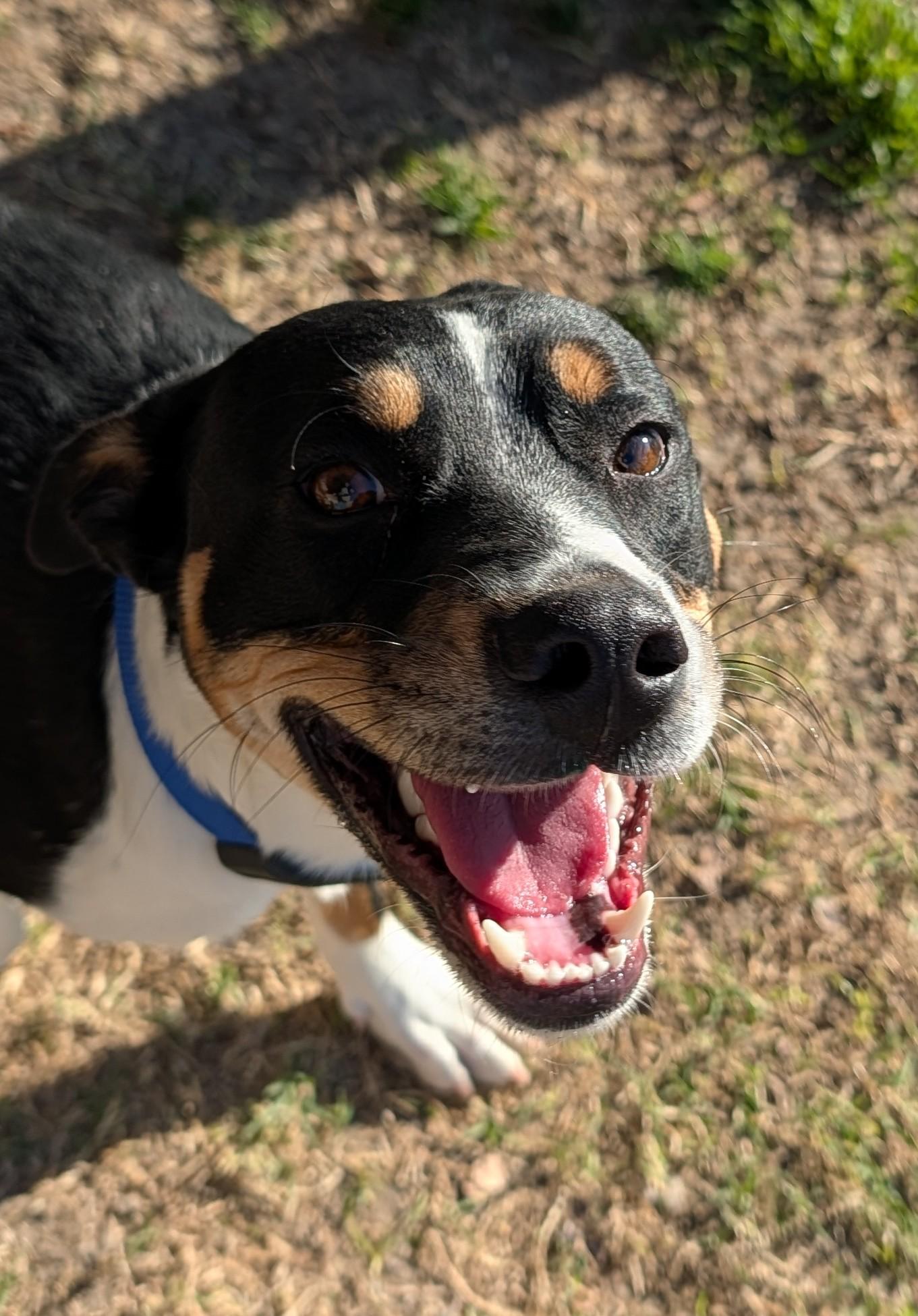 Enlarge Jester* A215027, a ADOPTABLE mixed breed in Plano, TX image 2/6