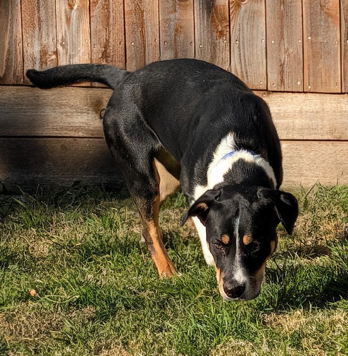 Enlarge Jester* A215027, a ADOPTABLE mixed breed in Plano, TX image 5/6