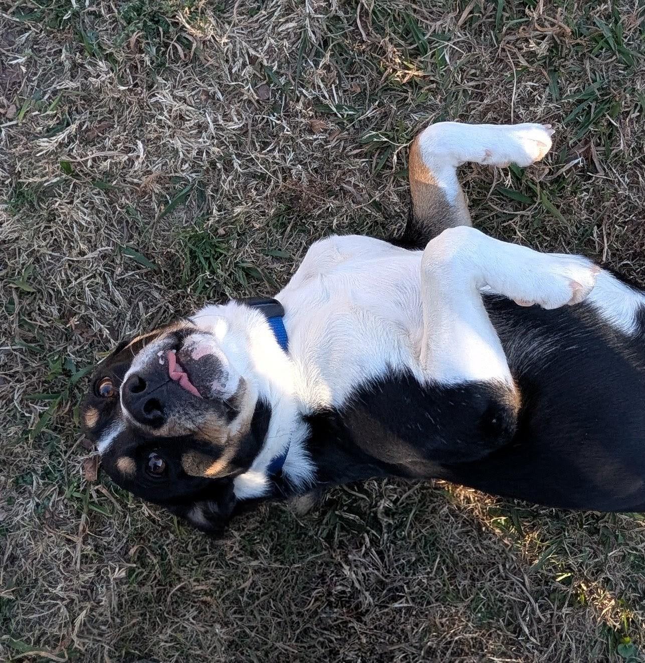 Enlarge Jester* A215027, a ADOPTABLE mixed breed in Plano, TX image 4/6