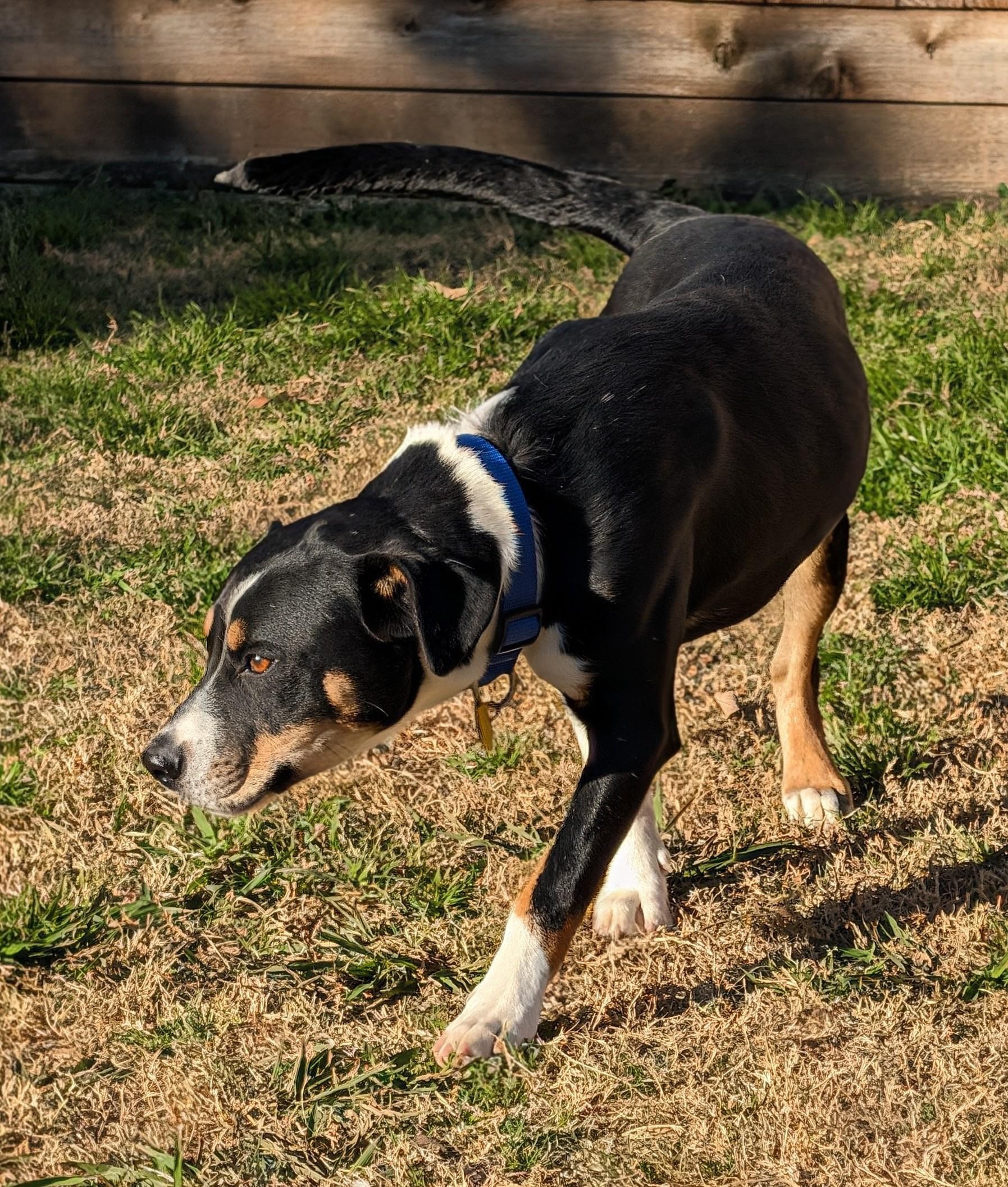 Enlarge Jester* A215027, a ADOPTABLE mixed breed in Plano, TX image 3/6