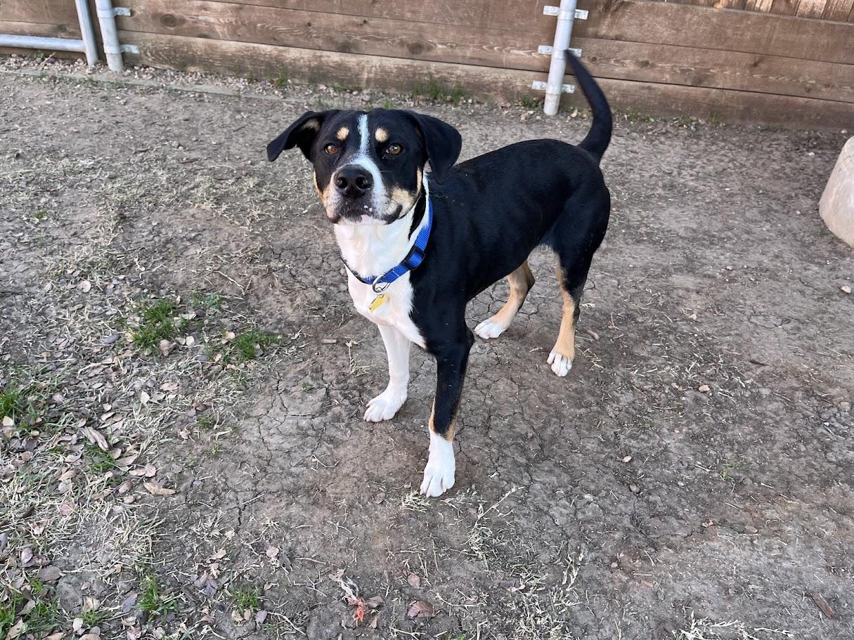 Enlarge Jester* A215027, a ADOPTABLE mixed breed in Plano, TX image 6/6