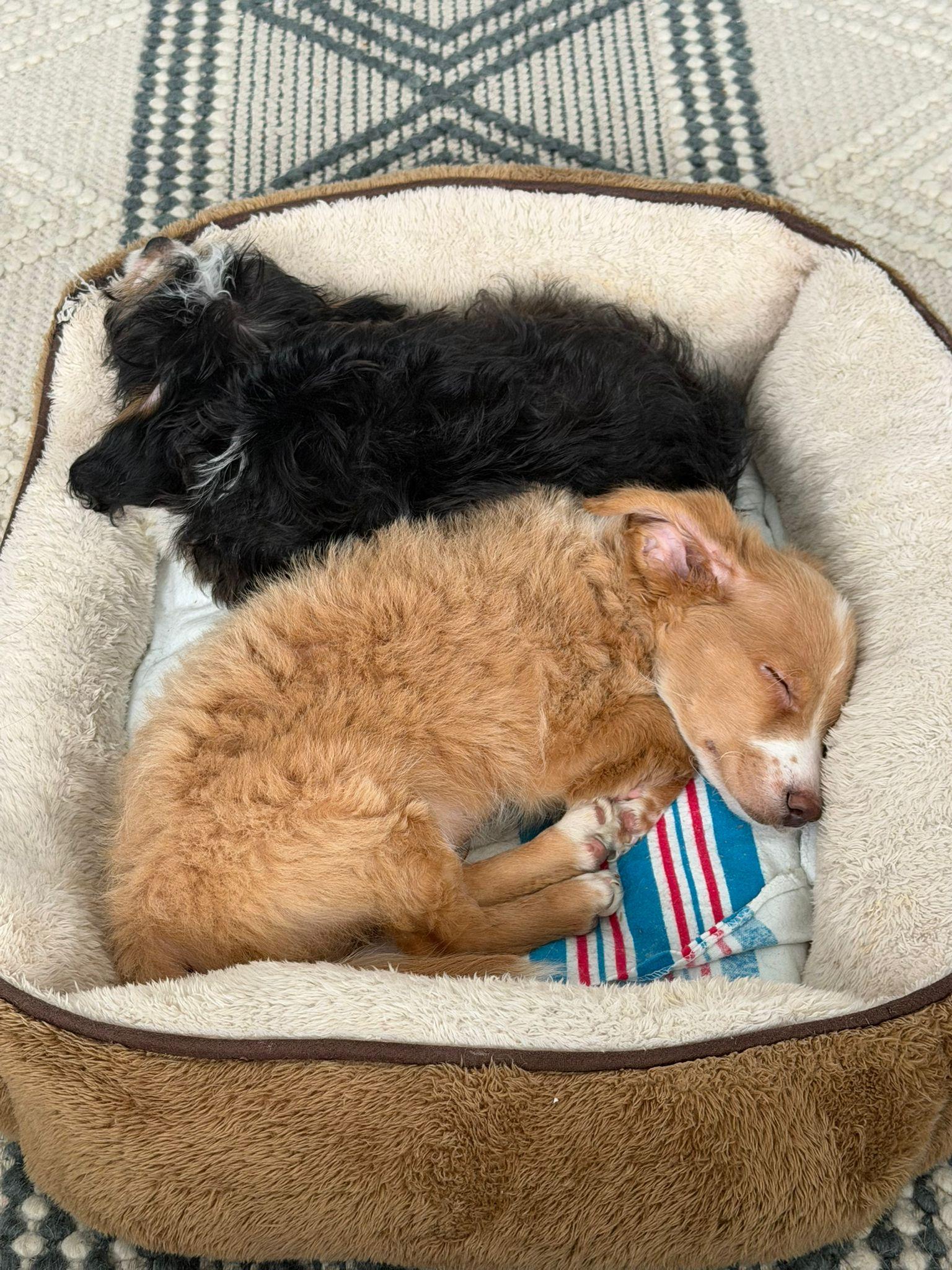 OLLIE AND OLIVIA , a ADOPTABLE mixed breed in Surrey, BC image 1/6