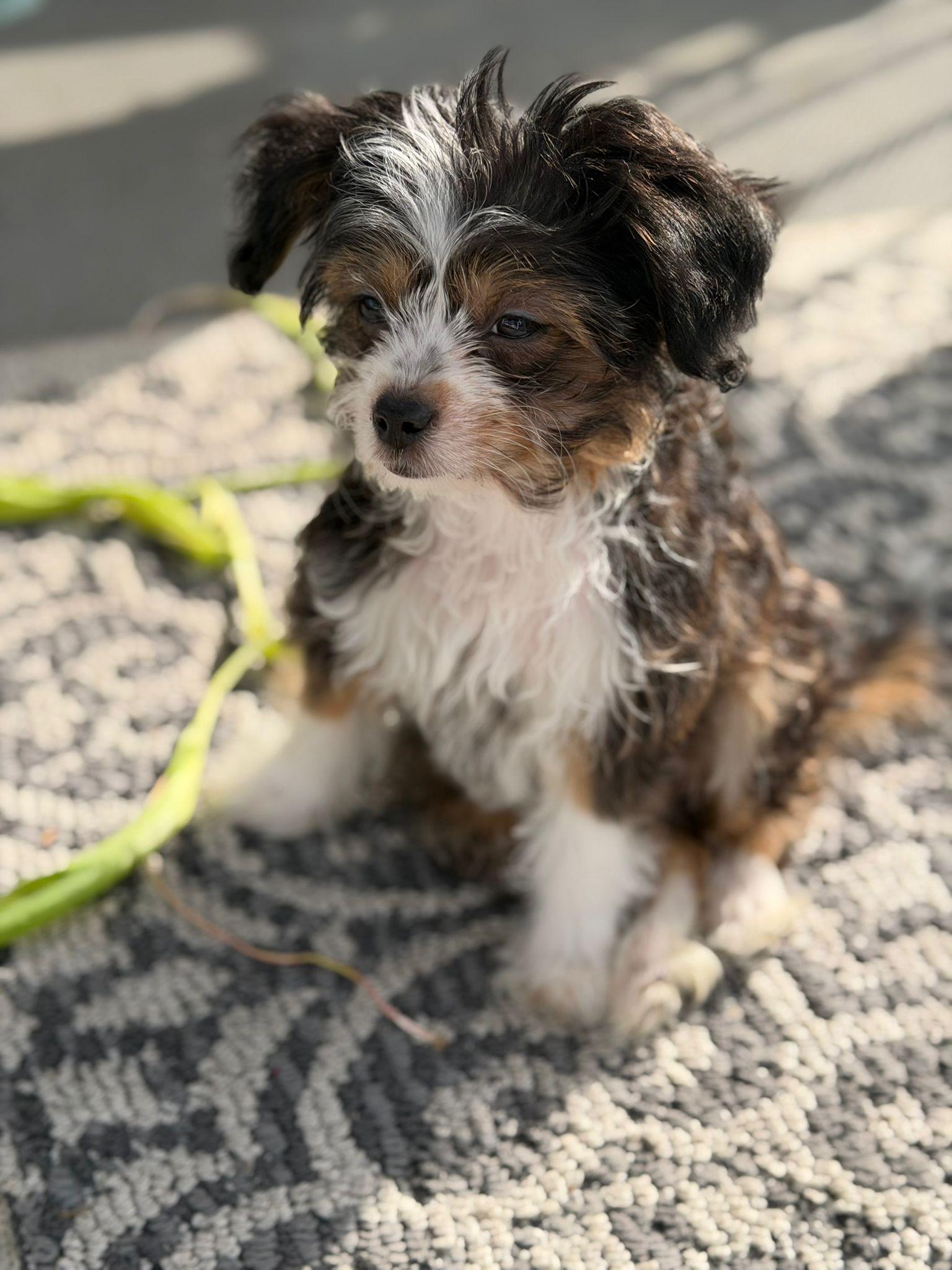 OLLIE AND OLIVIA , a ADOPTABLE mixed breed in Surrey, BC image 3/6