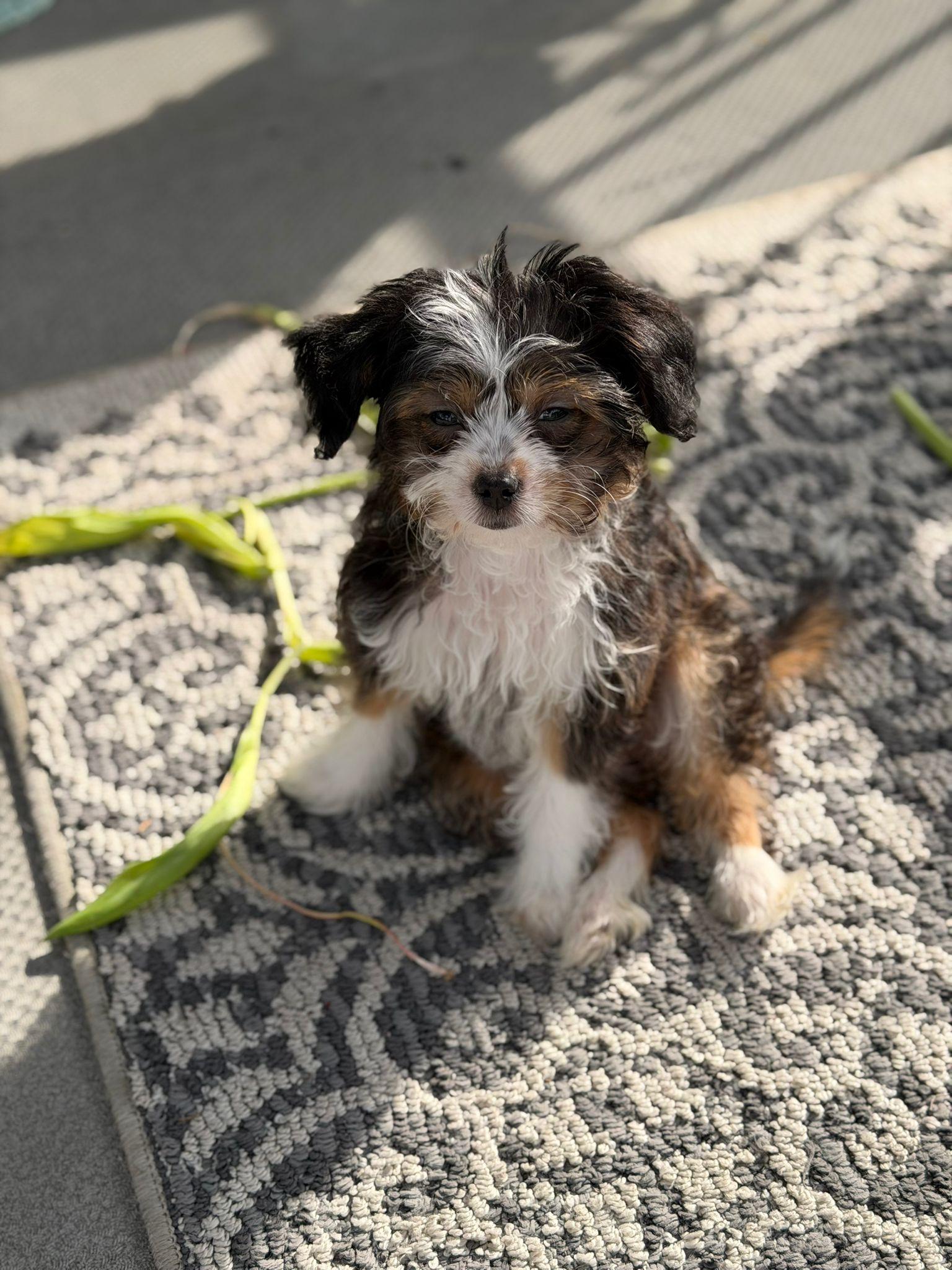 OLLIE AND OLIVIA , a ADOPTABLE mixed breed in Surrey, BC image 2/6