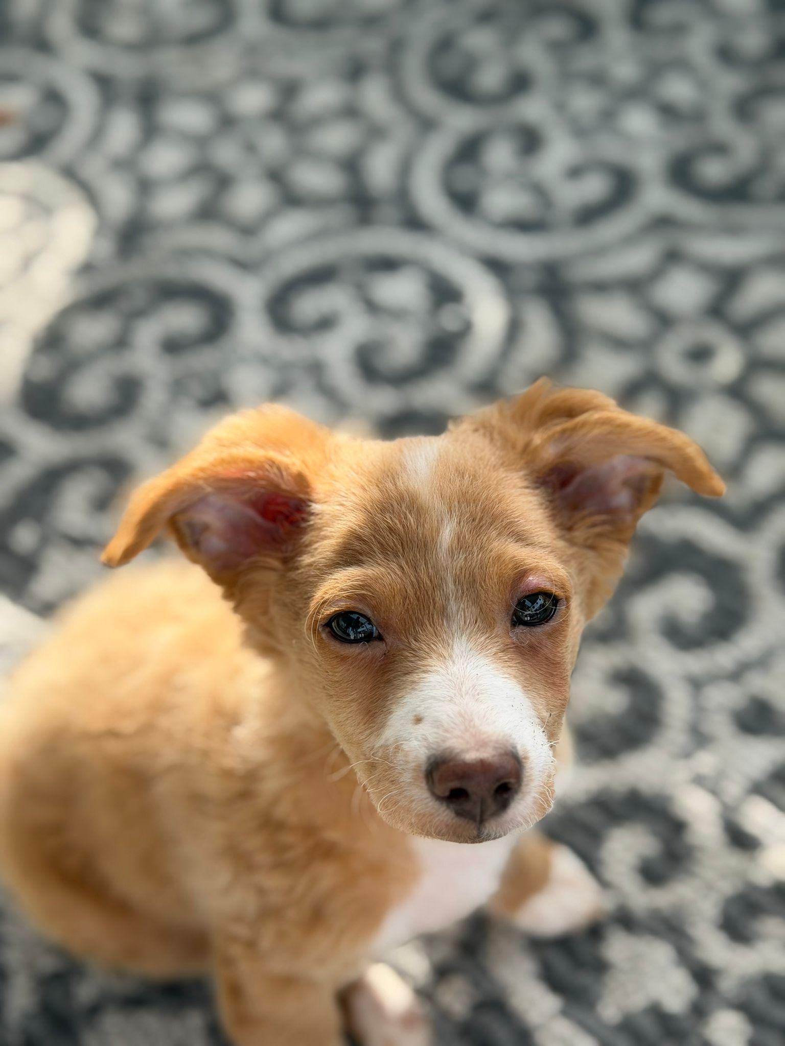 OLLIE AND OLIVIA , a ADOPTABLE mixed breed in Surrey, BC image 4/6