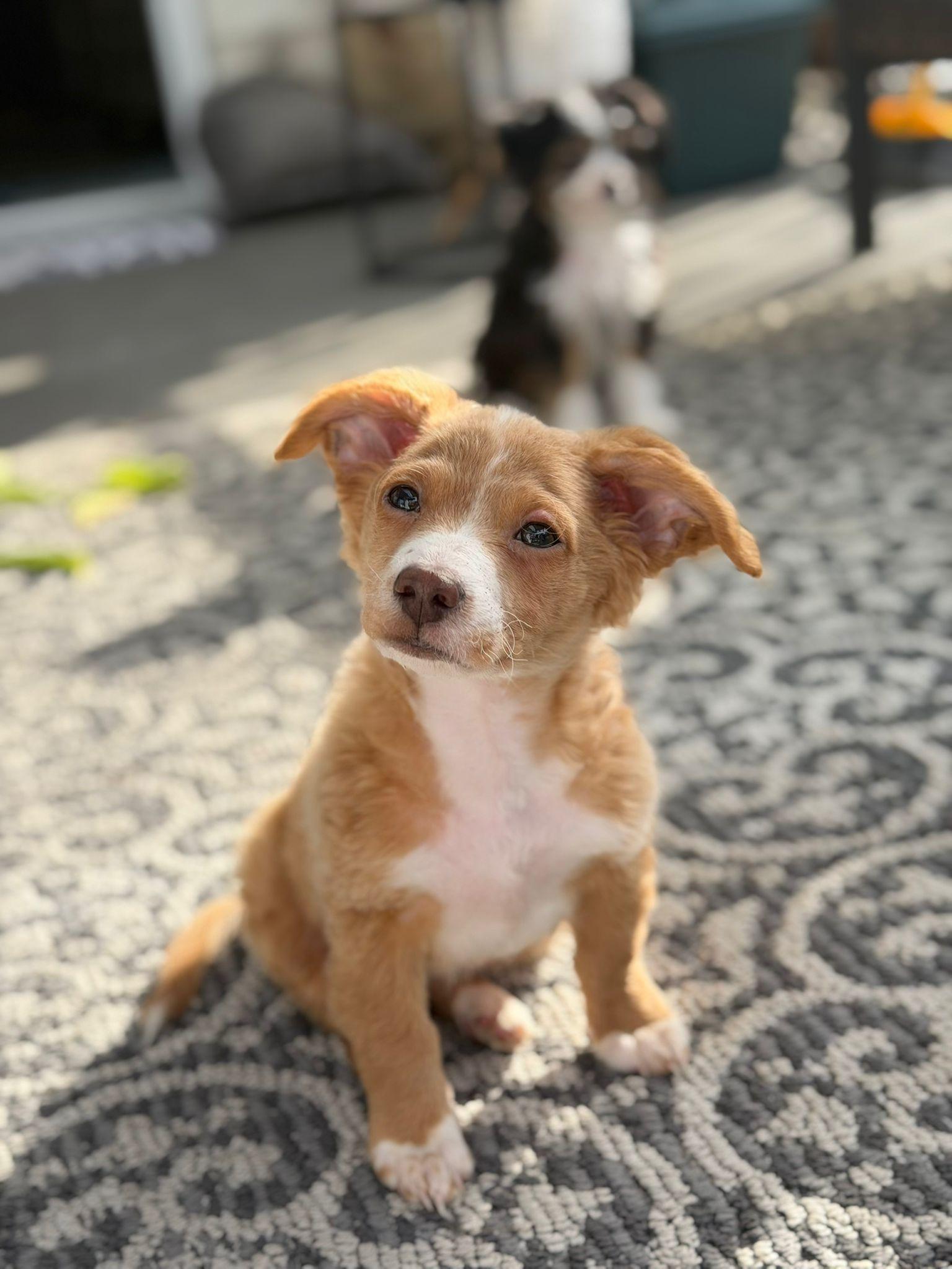 OLLIE AND OLIVIA , a ADOPTABLE mixed breed in Surrey, BC image 6/6