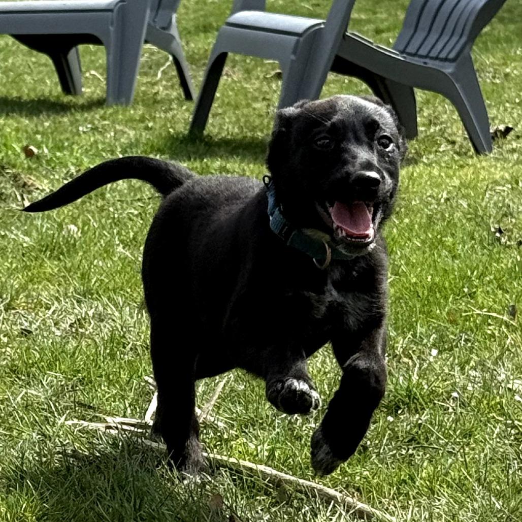 Enlarge Mimi, an adoptable mixed breed in Fenton, MI image 2/3