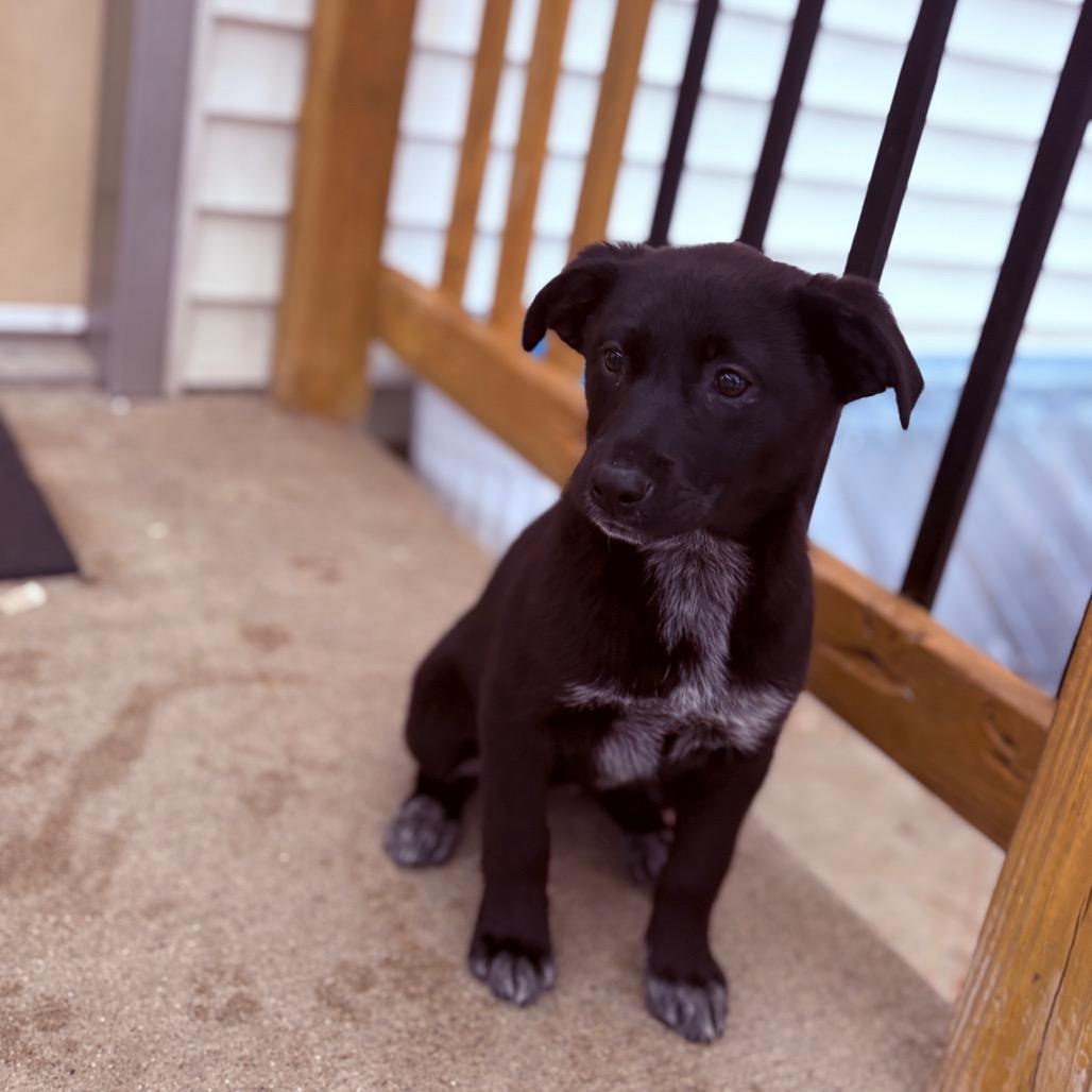 Enlarge Mimi, an adoptable mixed breed in Fenton, MI image 3/3