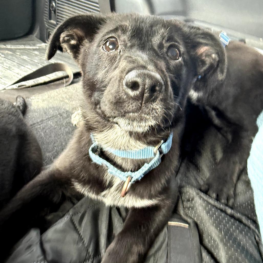 Mimi, adoptable, Puppy Female Cattle Dog & Mixed Breed.