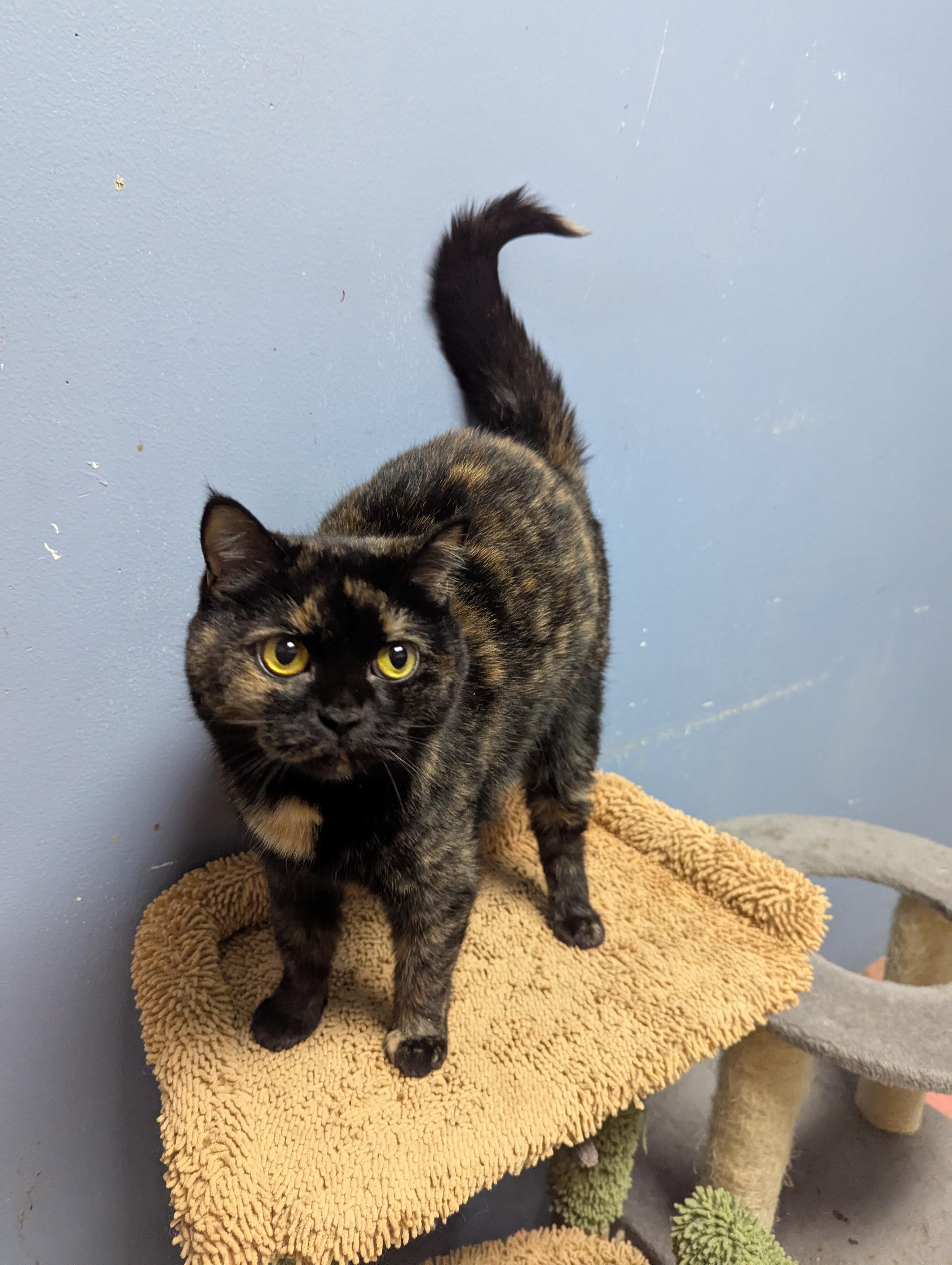 Enlarge Aurora, an adopted Exotic Shorthair in Rock Falls, IL image 2/3