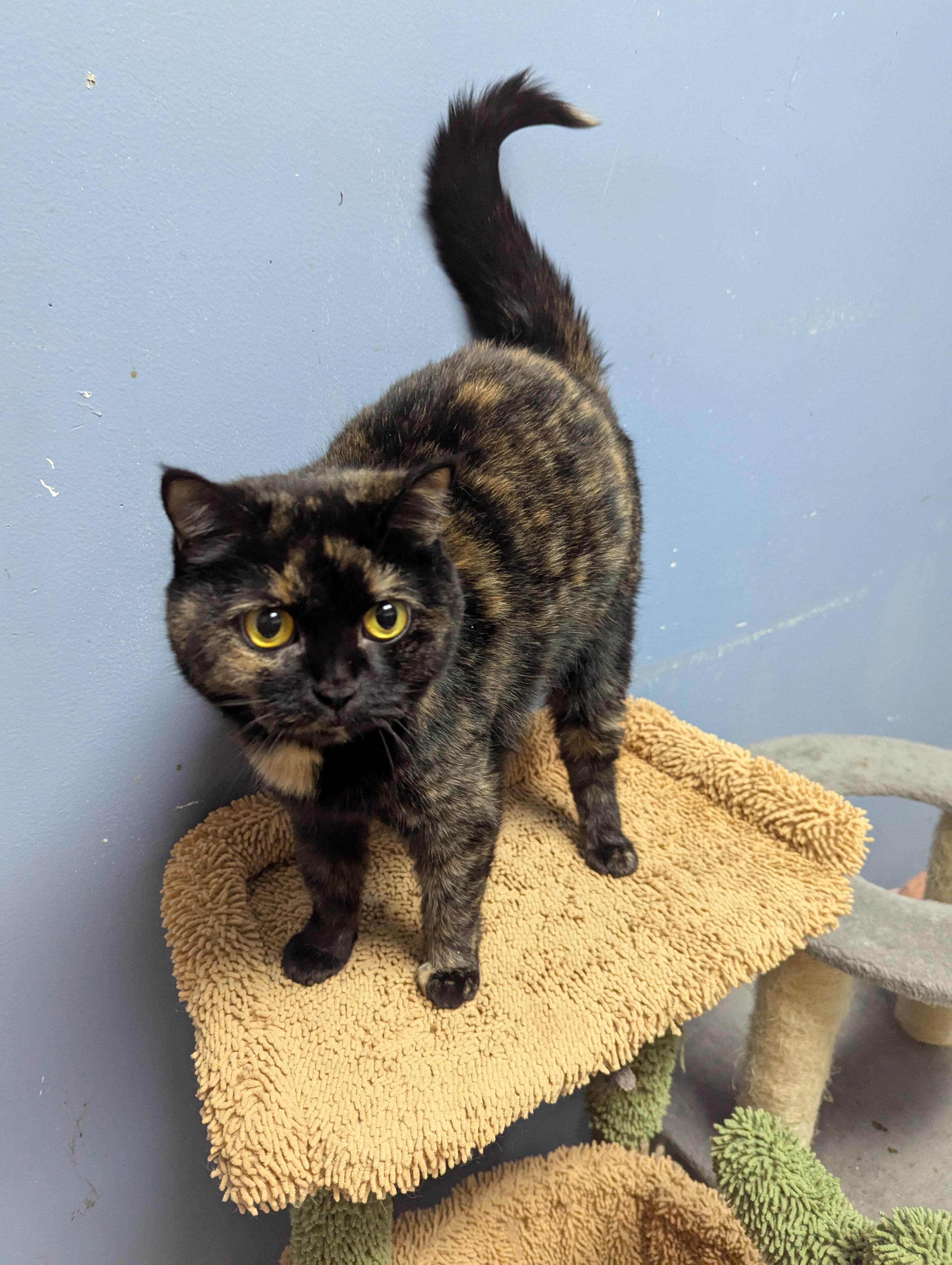 Aurora, adopted, Adult Female Exotic Shorthair.