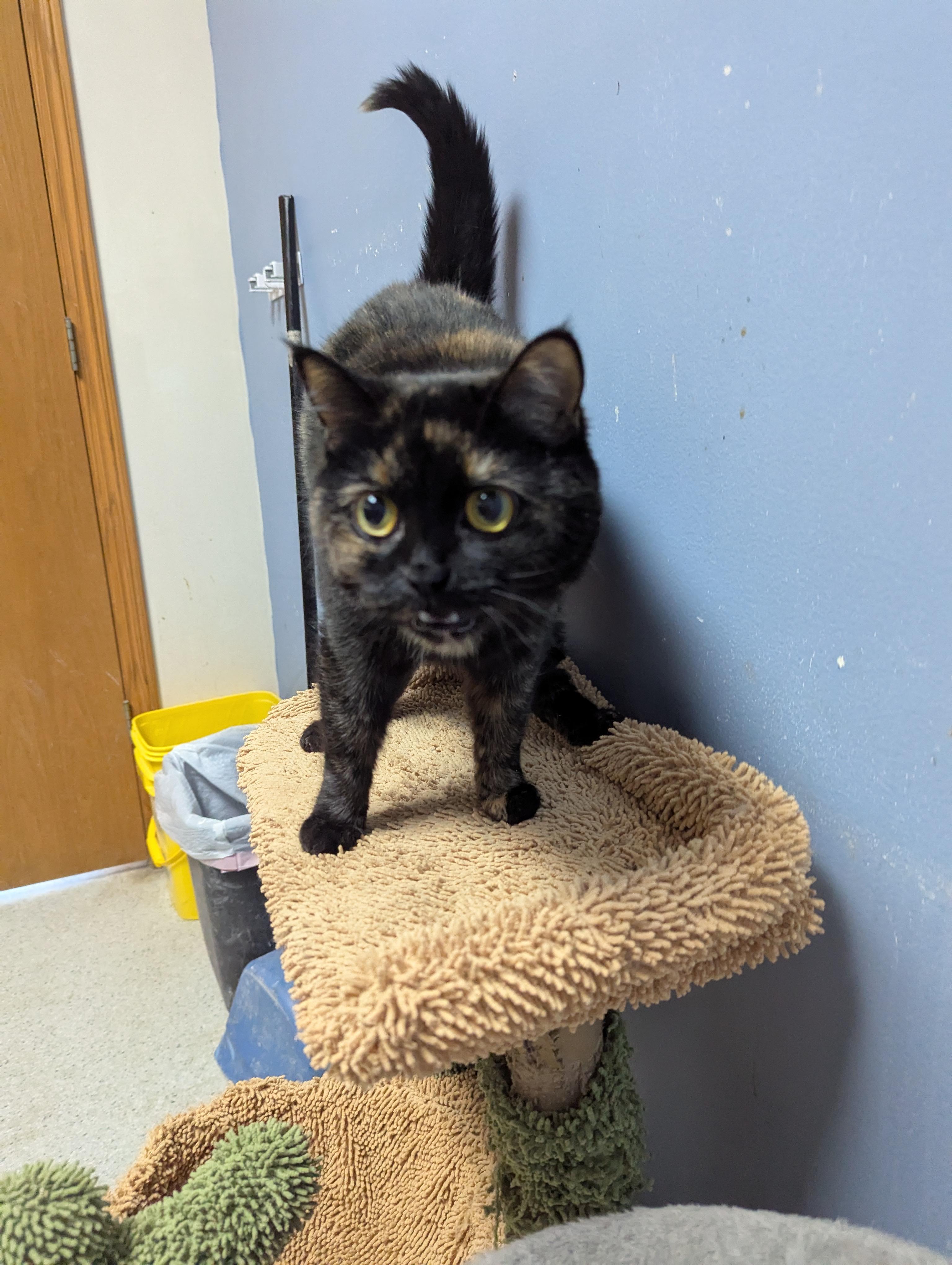 Enlarge Aurora, an adopted Exotic Shorthair in Rock Falls, IL image 3/3