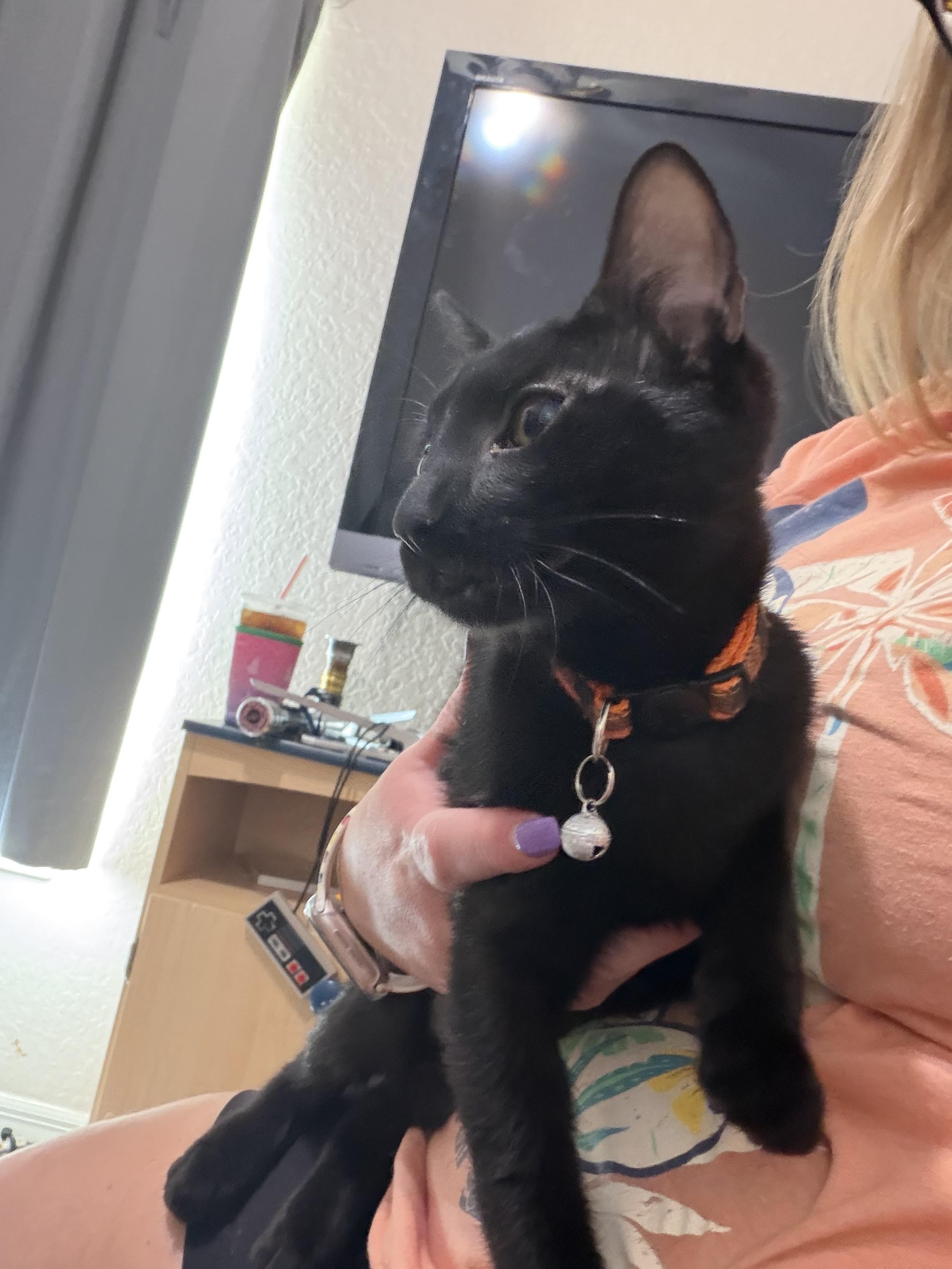 Enlarge Scampi, a Adoptable American Shorthair in Maitland, FL image 2/3