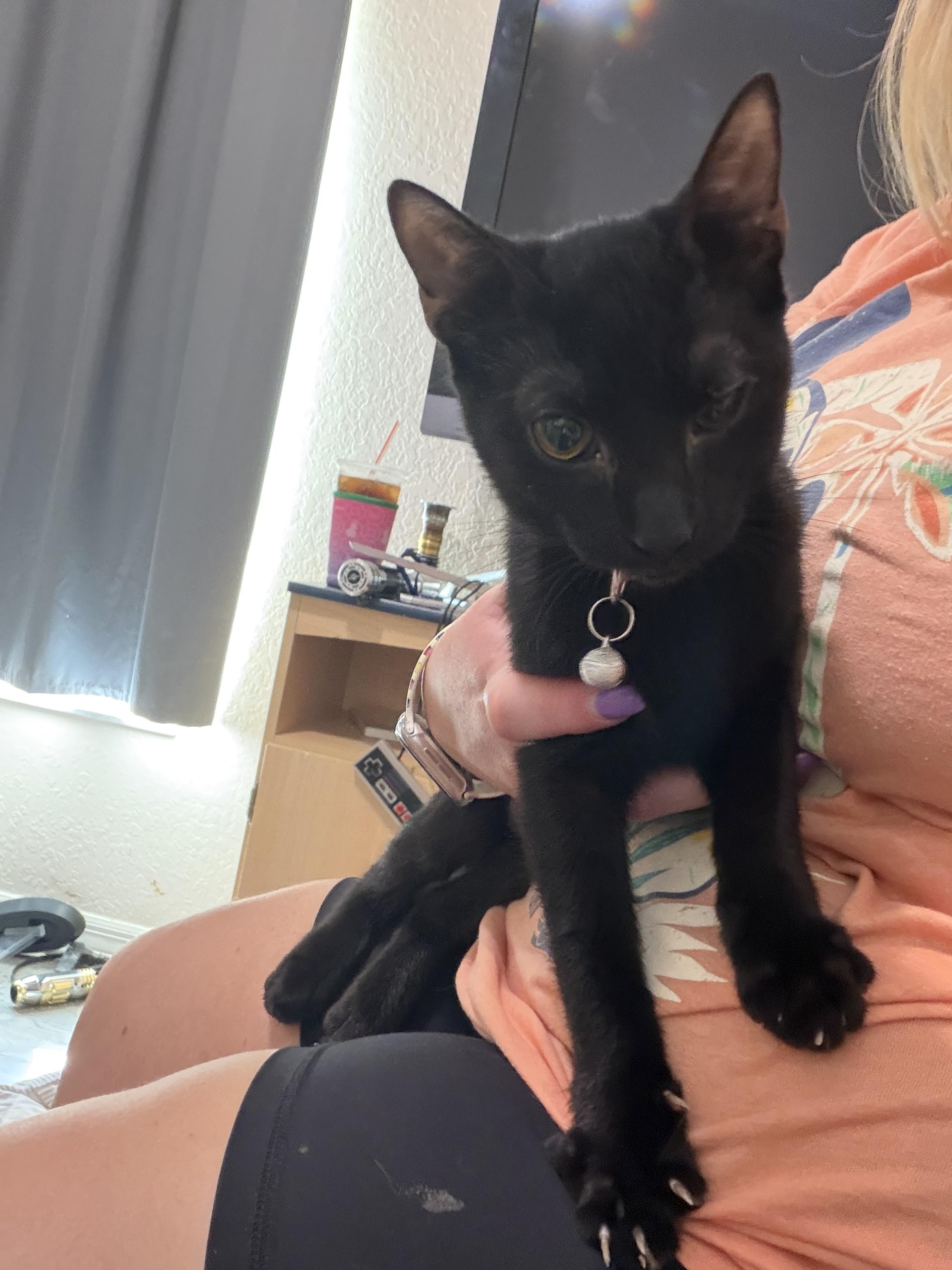 Scampi, Adoptable, Young Female American Shorthair.