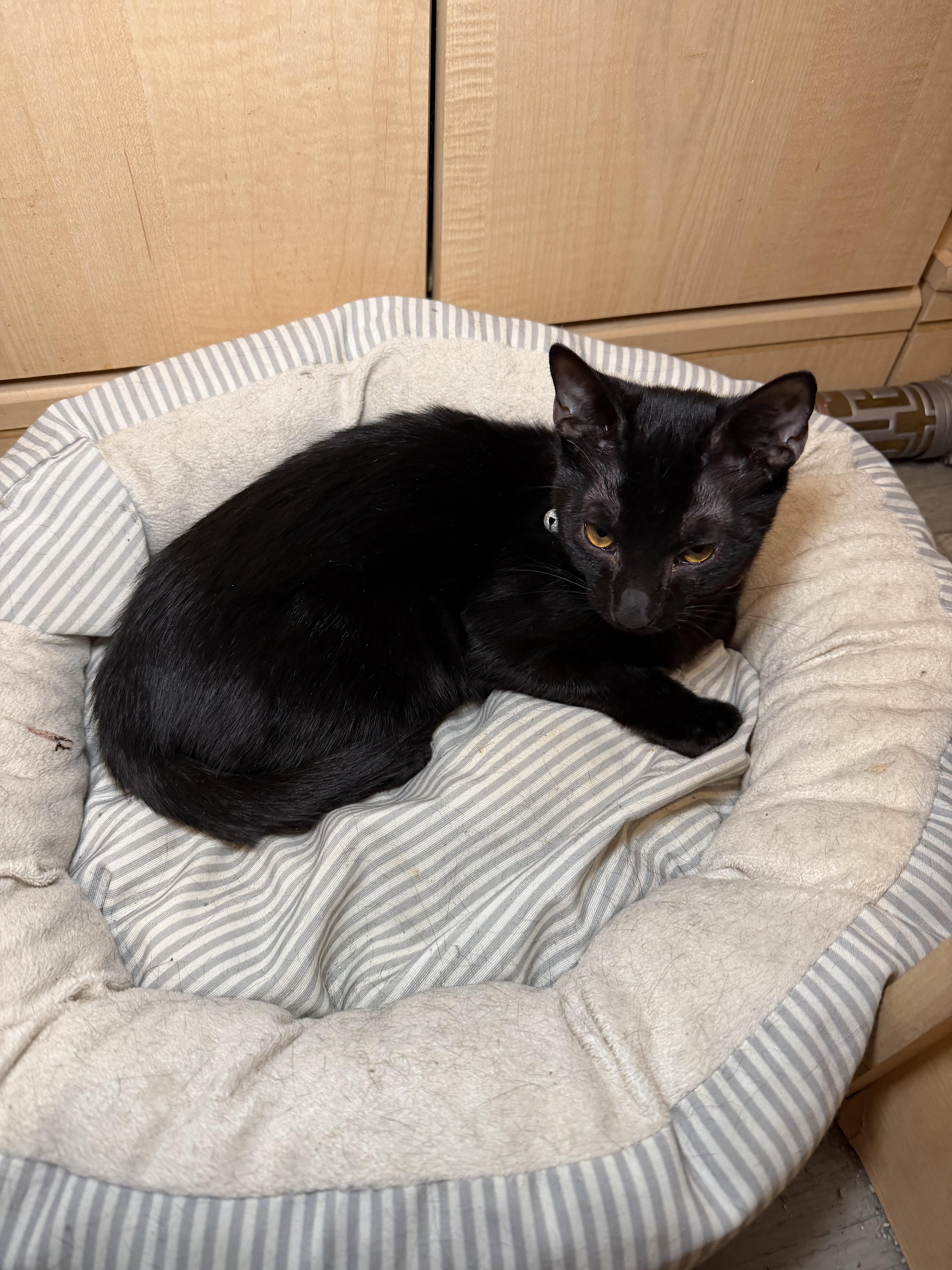 Enlarge Scampi, a Adoptable American Shorthair in Maitland, FL image 3/3