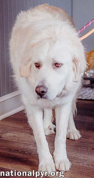 Mako in CT - Loves All Dogs, Big & Small!