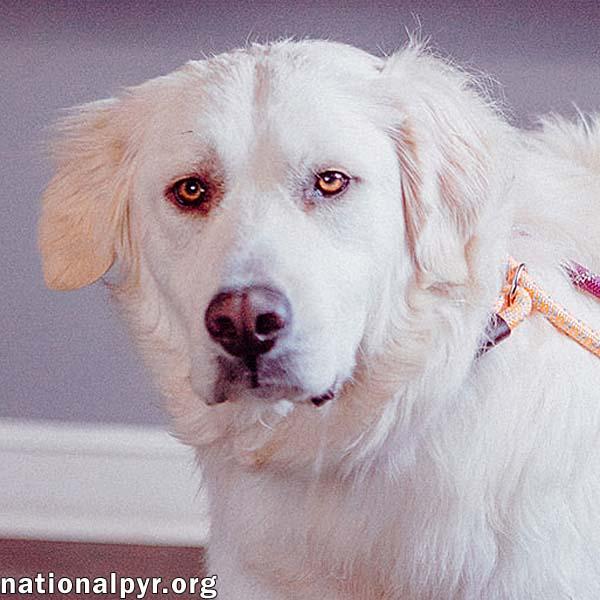 Mako in CT - Loves All Dogs, Big & Small!