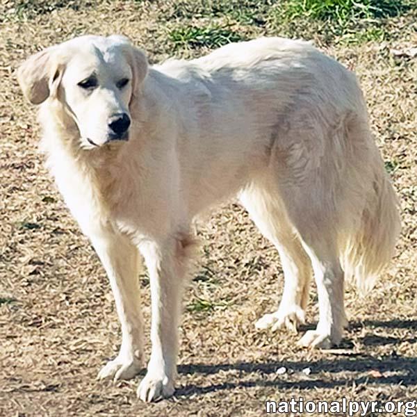 Mako in CT - Loves All Dogs, Big & Small!