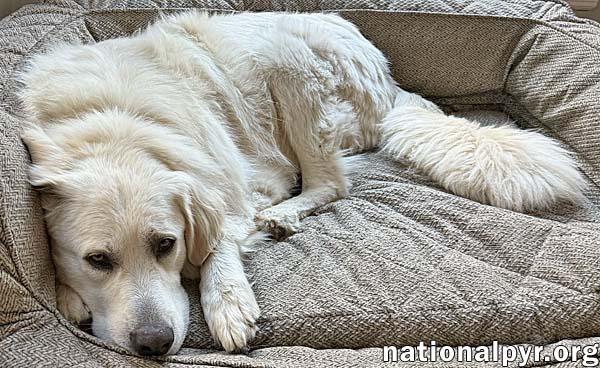 Mako in NY - Loves All Dogs, Big & Small!