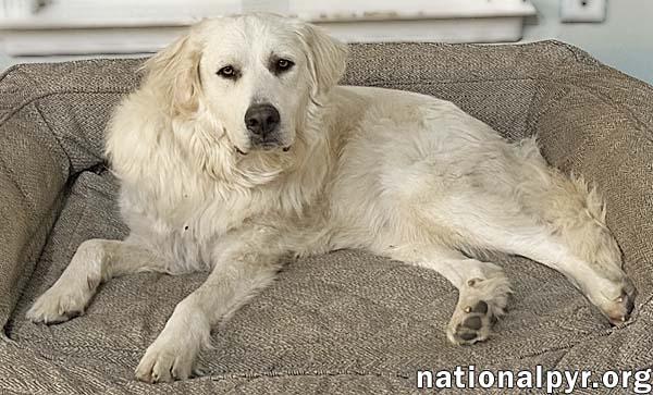 Enlarge Mako in NY - Loves All Dogs, Big & Small!, a Adoptable Great Pyrenees in Albany, NY image 2/3
