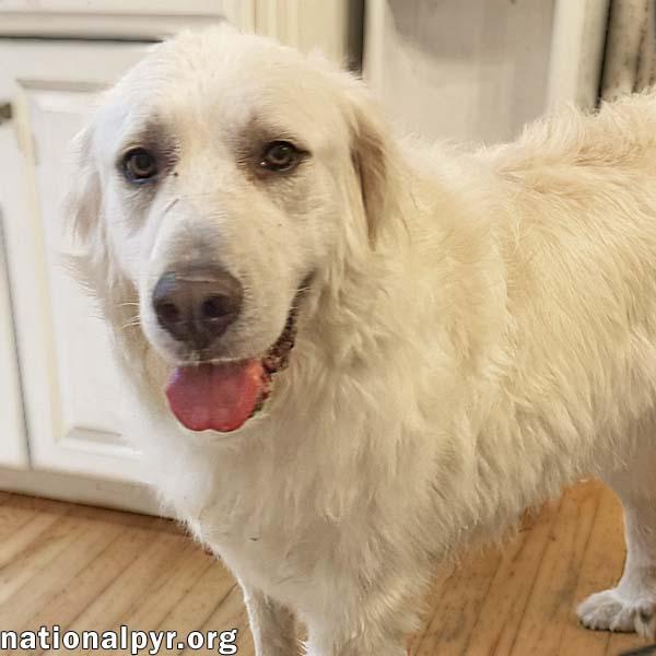 Mako in NY - Loves All Dogs, Big & Small!, Adoptable, Young Female Great Pyrenees.