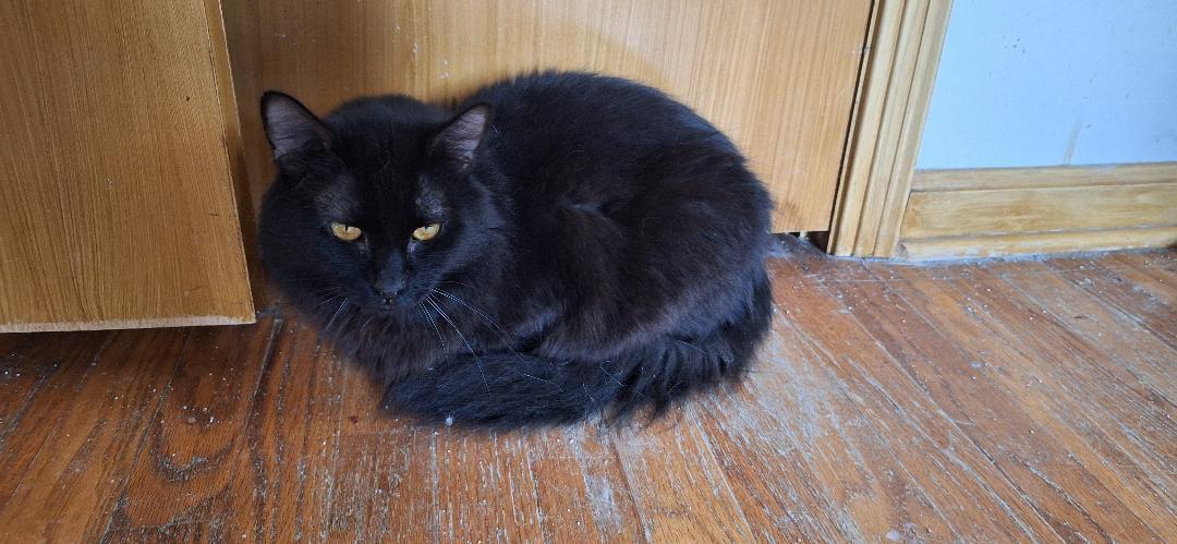 Enlarge SNICKERS, a Adoptable Domestic Medium Hair in Northfield, OH image 1/3