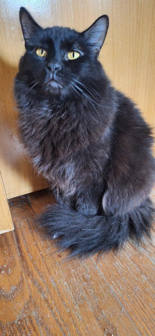 Enlarge SNICKERS, a Adoptable Domestic Medium Hair in Northfield, OH image 2/3