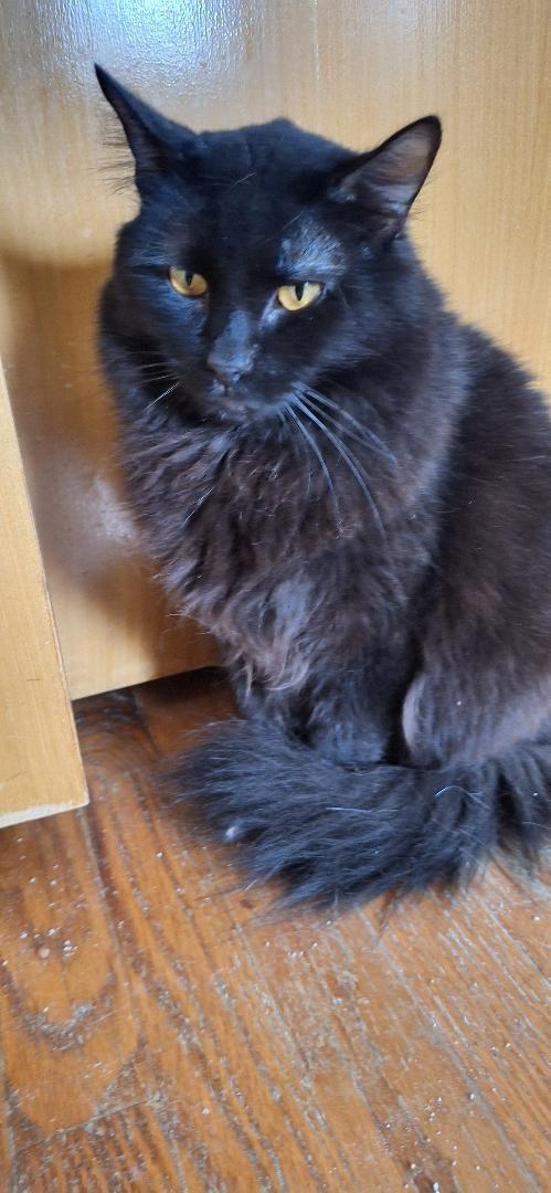 Enlarge SNICKERS, a Adoptable Domestic Medium Hair in Northfield, OH image 3/3