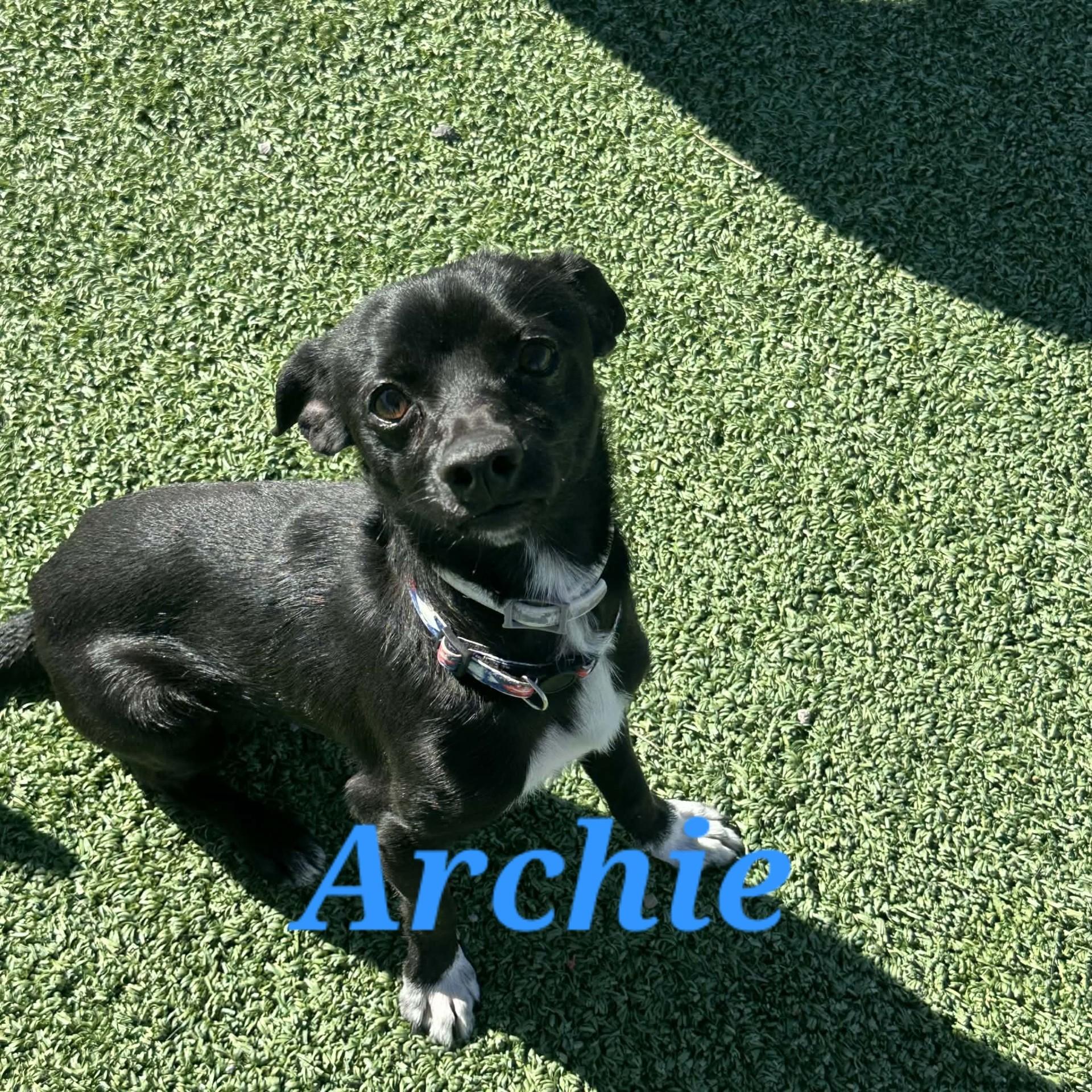 Enlarge Archie, an adopted mixed breed in Truth or Consequences , NM image 1/6