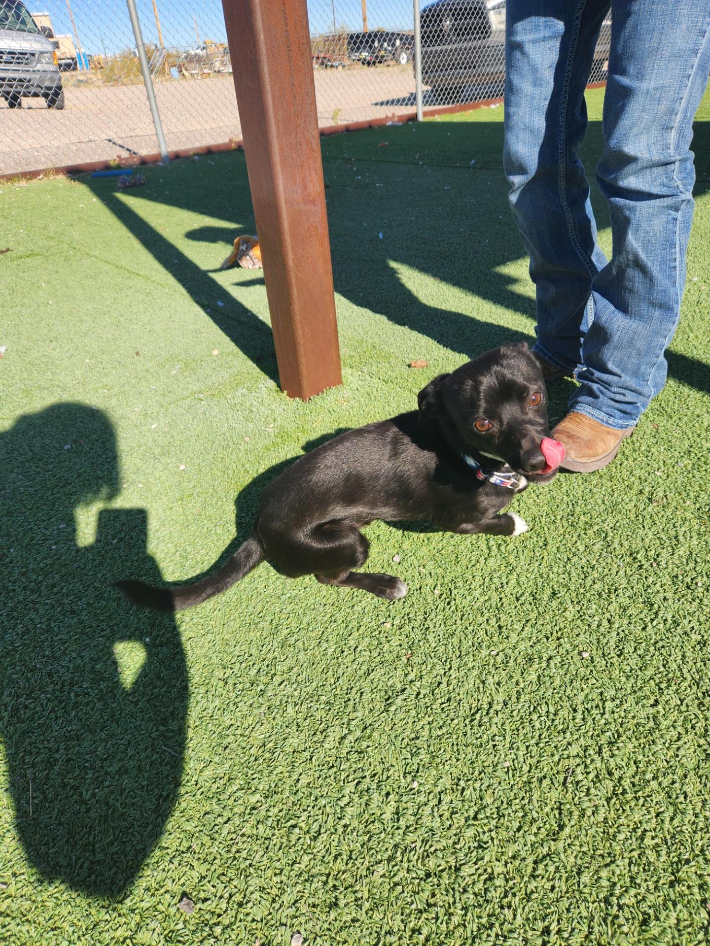 Enlarge Archie, an adopted mixed breed in Truth or Consequences , NM image 2/6