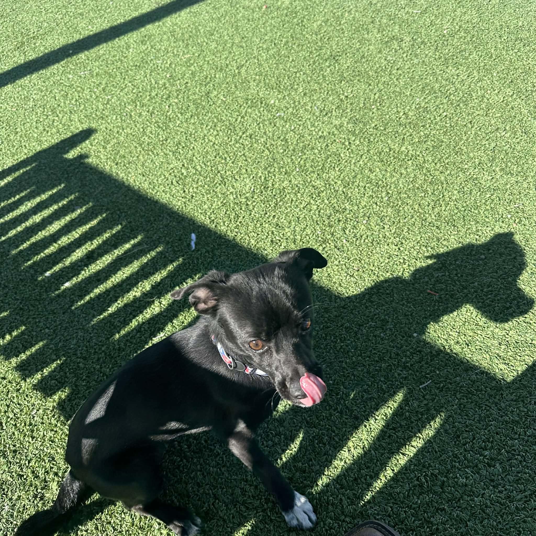 Enlarge Archie, an adopted mixed breed in Truth or Consequences , NM image 3/6