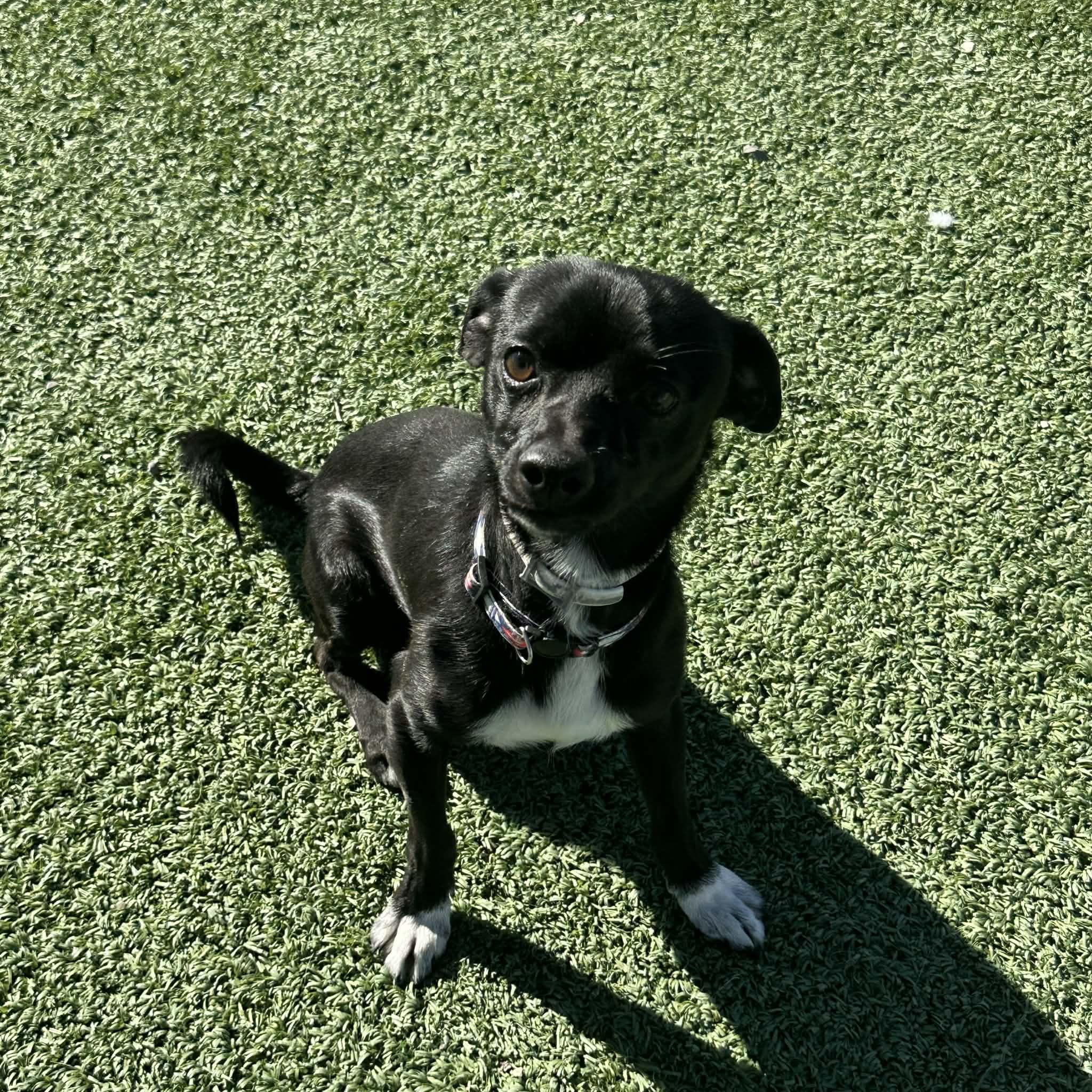 Enlarge Archie, an adopted mixed breed in Truth or Consequences , NM image 4/6