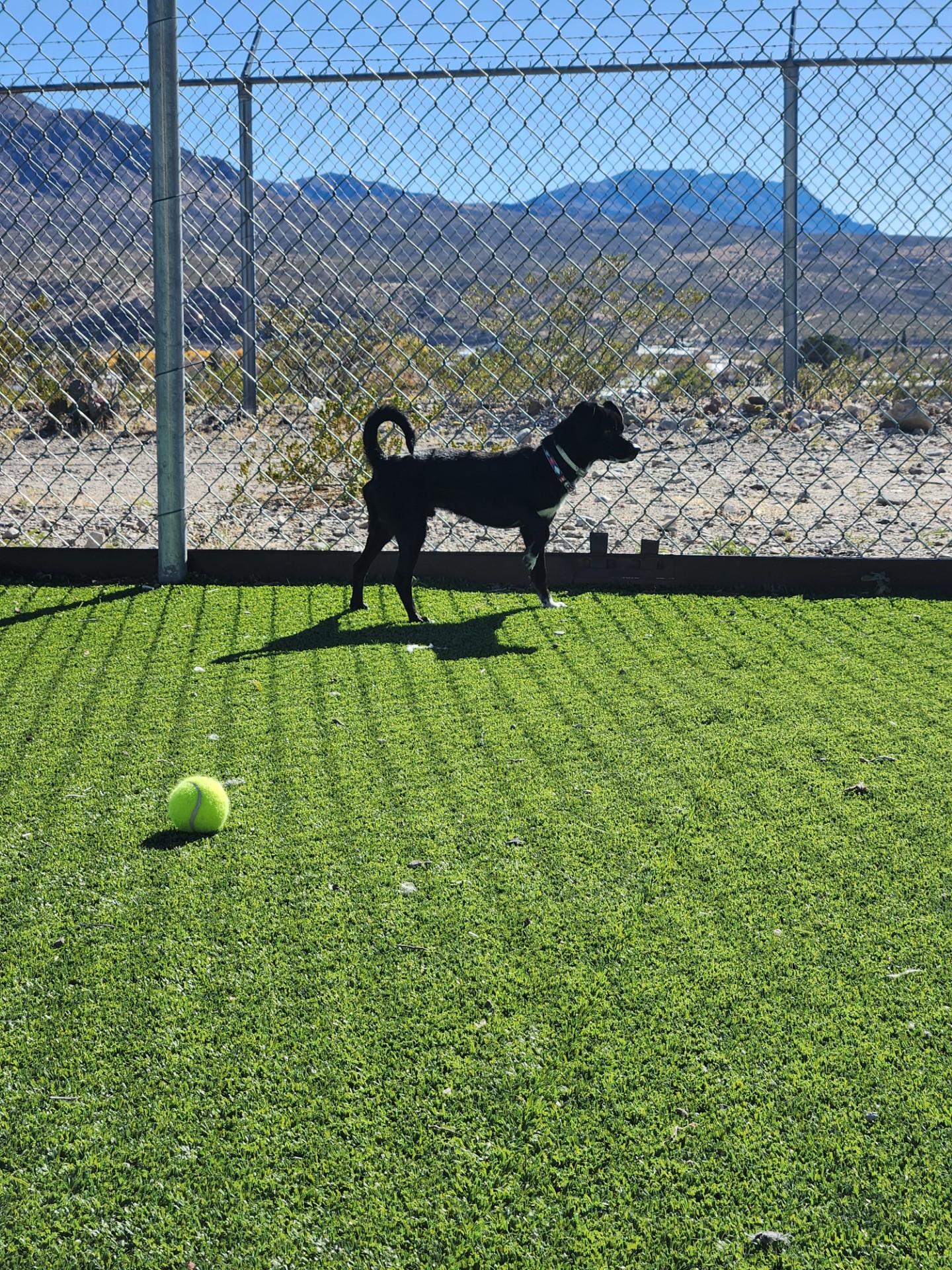 Enlarge Archie, an adopted mixed breed in Truth or Consequences , NM image 5/6