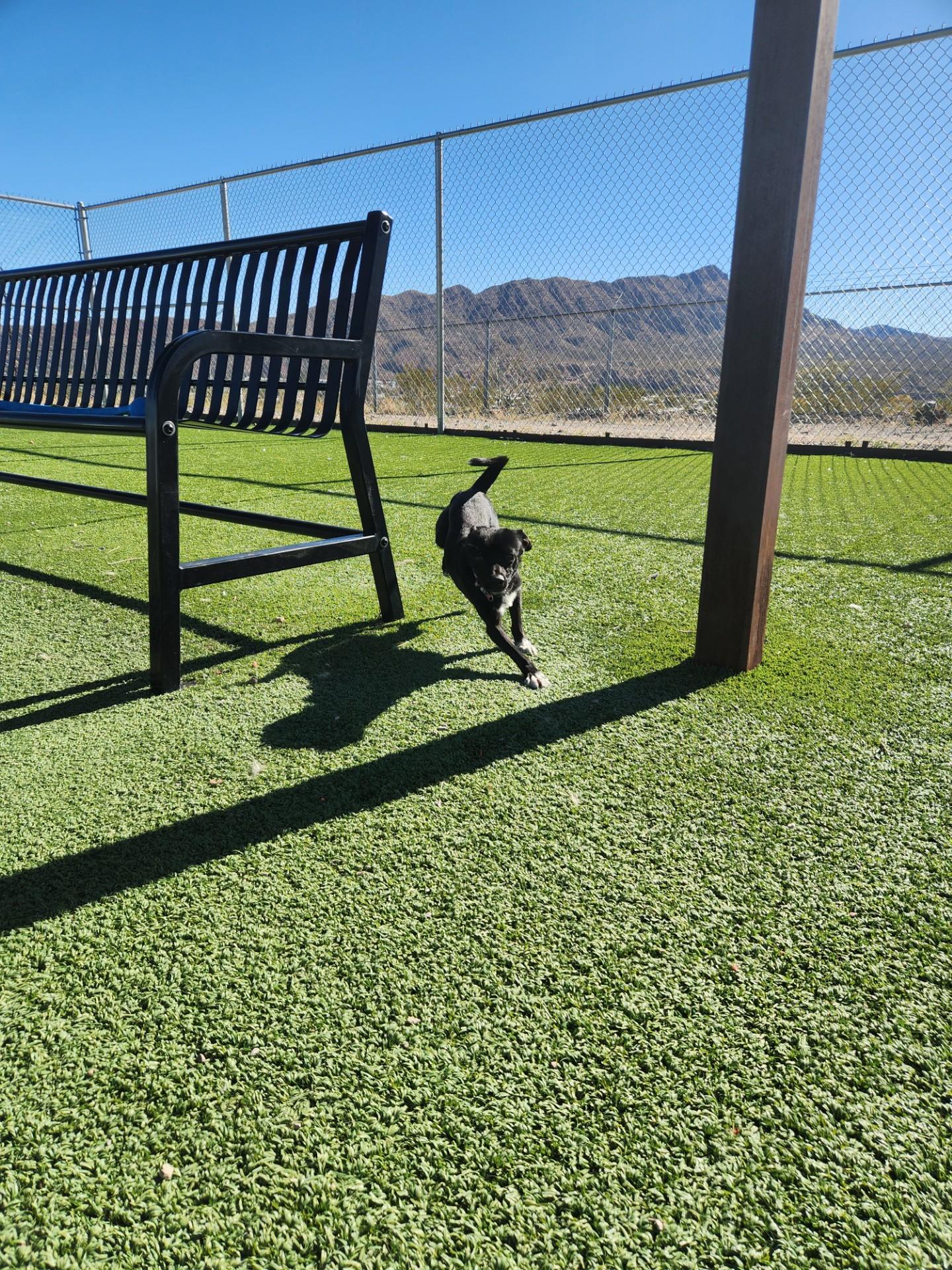 Enlarge Archie, an adopted mixed breed in Truth or Consequences , NM image 6/6