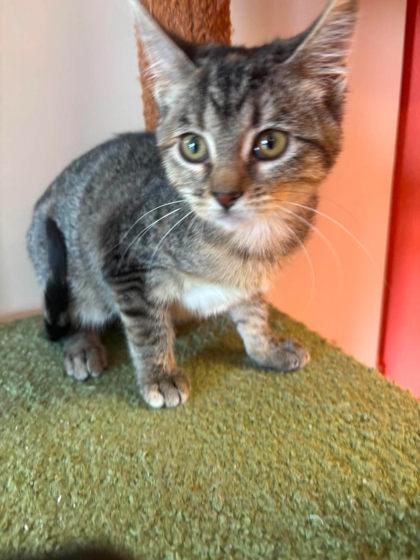 Drunk Cigarette, Adoptable, Kitten Female Domestic Short Hair & Domestic Short Hair.