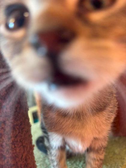 Enlarge Drunk Cigarette, a Adoptable mixed breed in Scottsbluff, NE image 2/3