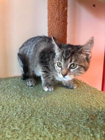 Enlarge Drunk Cigarette, a Adoptable mixed breed in Scottsbluff, NE image 3/3