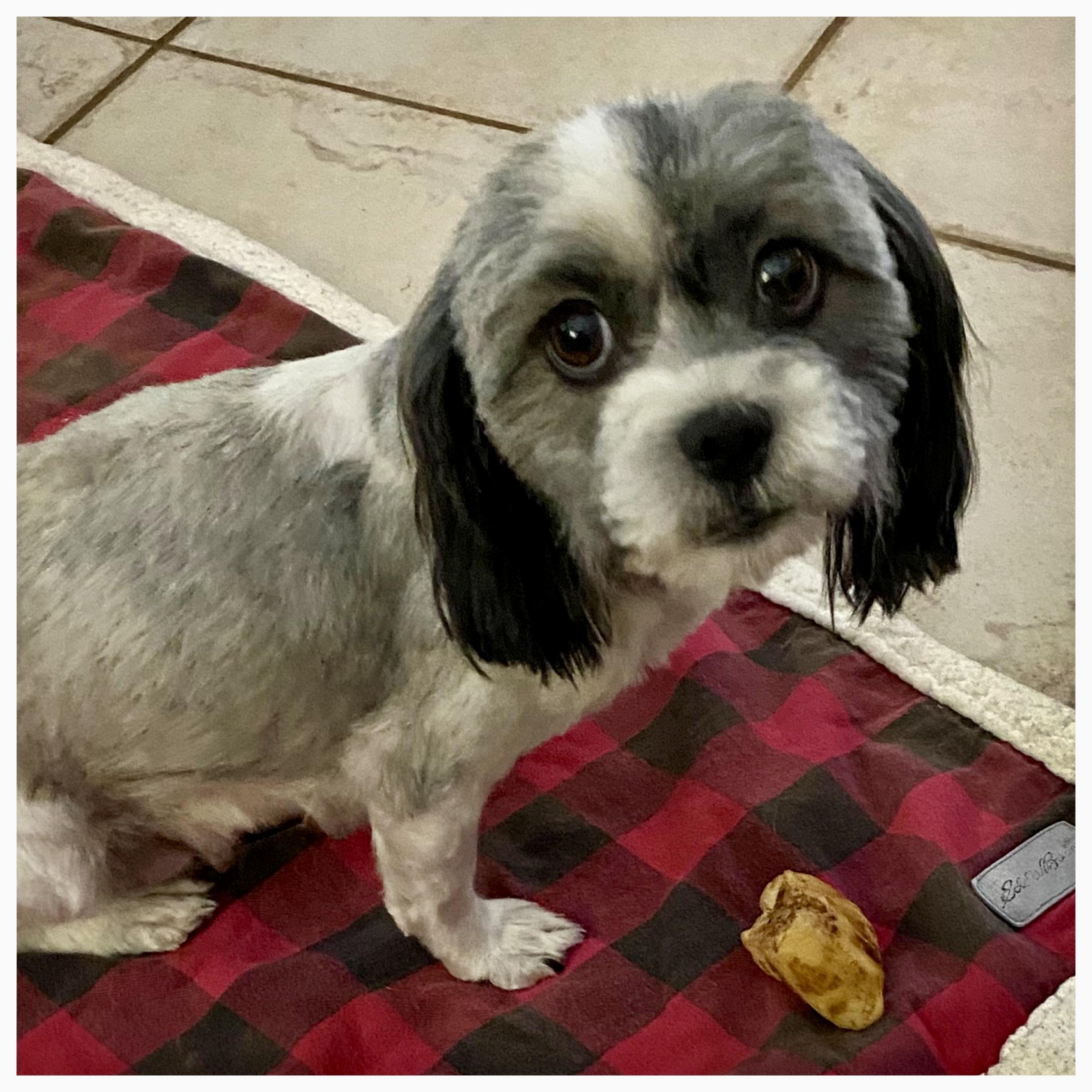 Enlarge Daphne, a ADOPTABLE Shih Tzu in Edmond, OK image 3/3