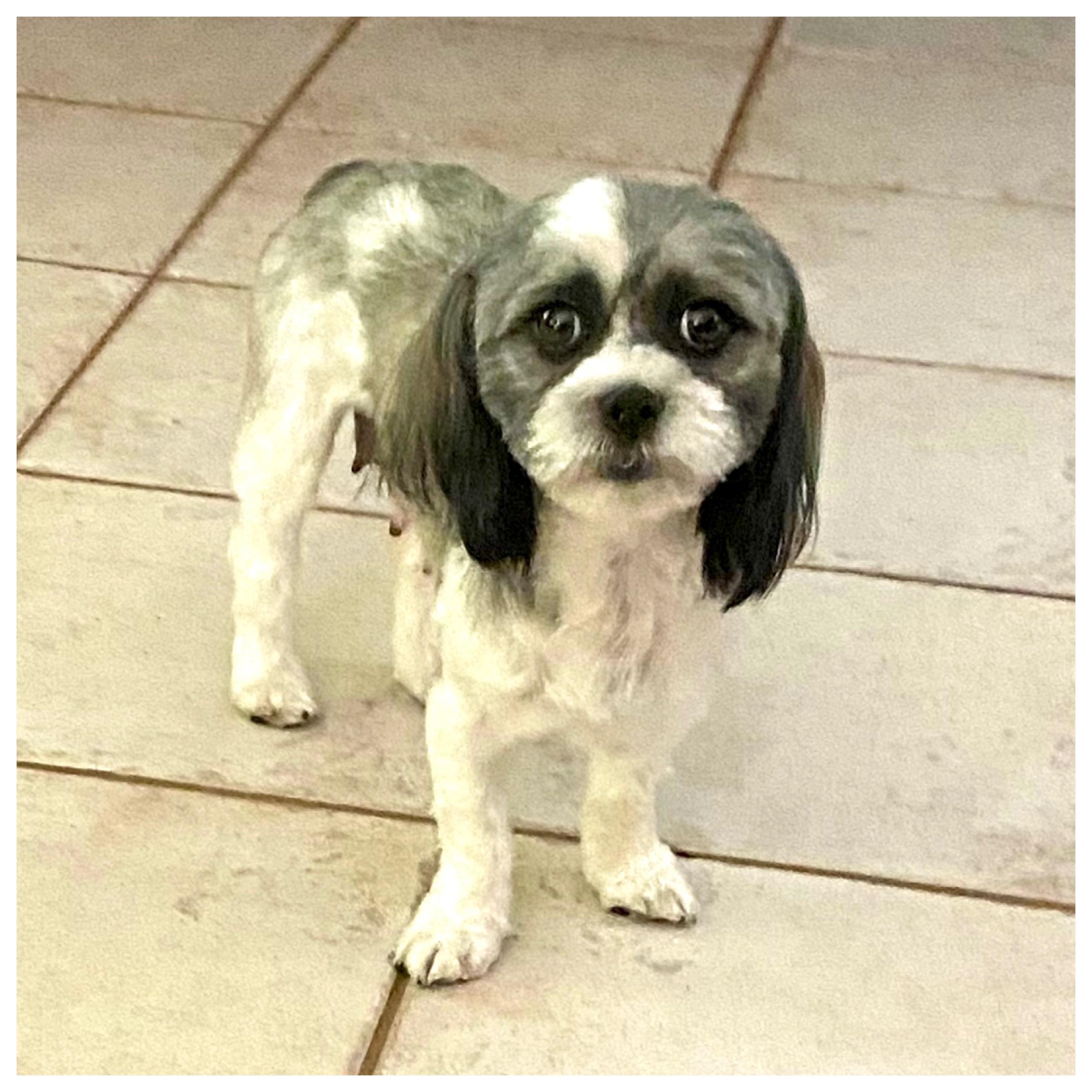 Enlarge Daphne, a ADOPTABLE Shih Tzu in Edmond, OK image 2/3