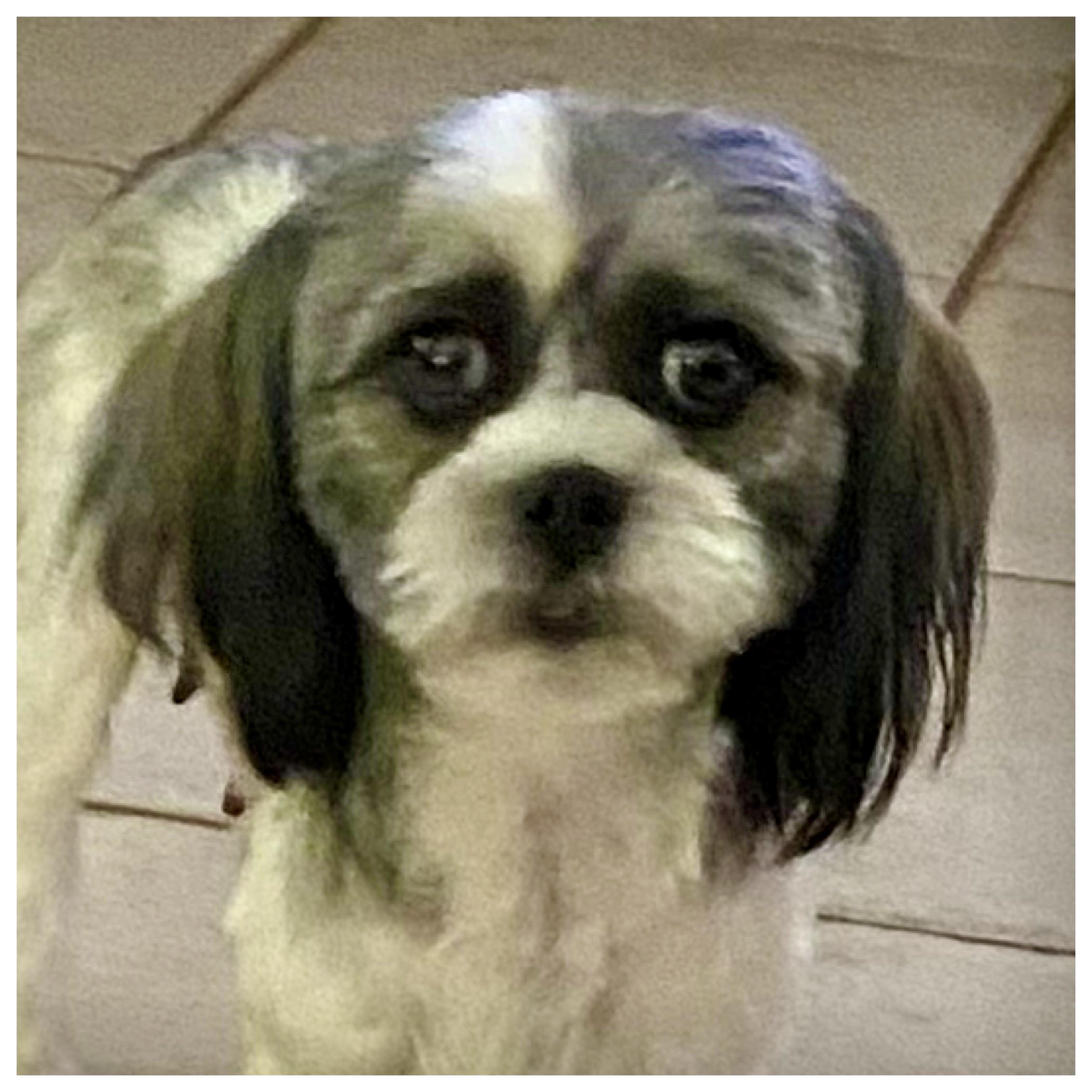 Enlarge Daphne, a ADOPTABLE Shih Tzu in Edmond, OK image 1/3