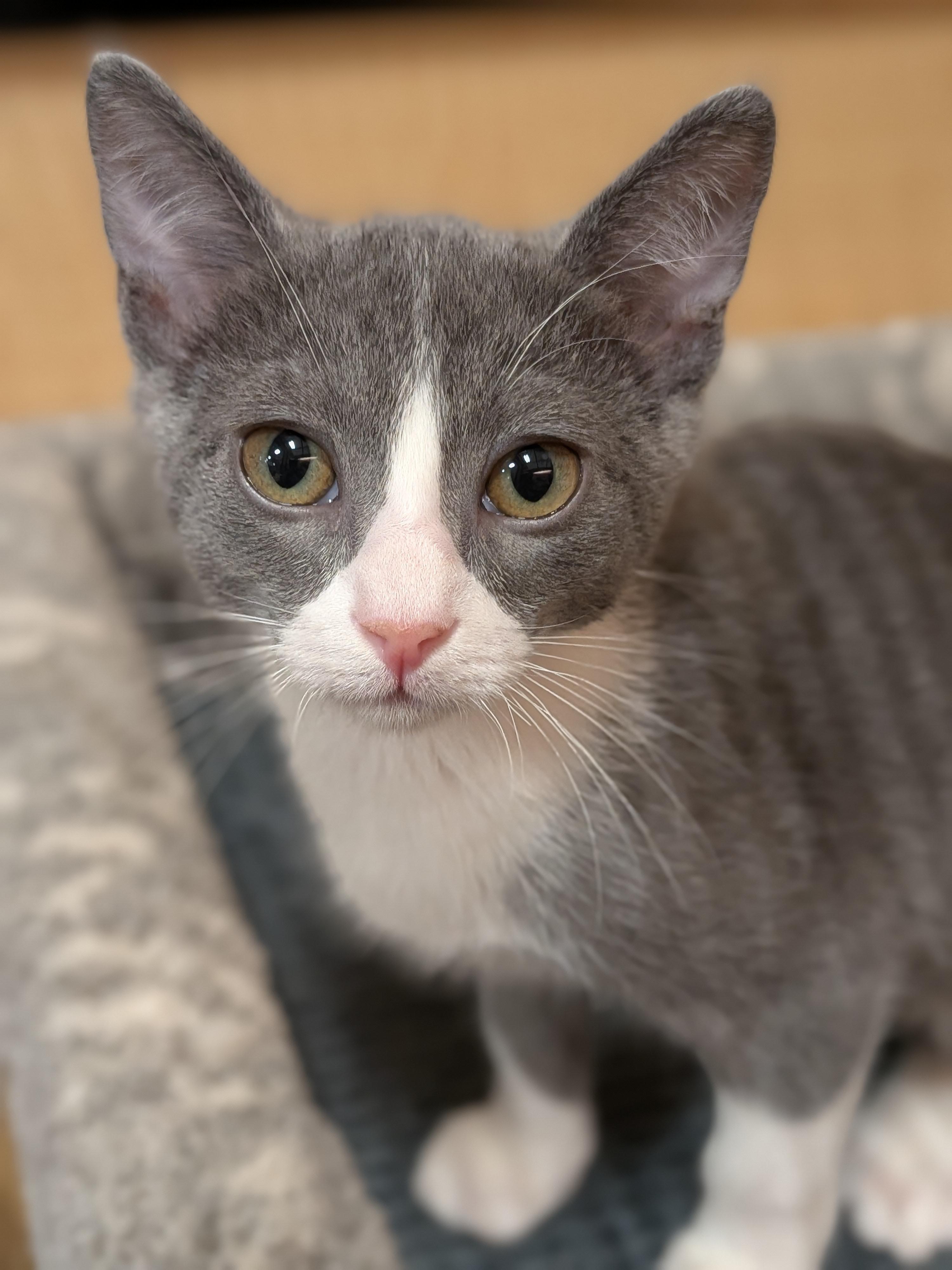 Shiloh, ADOPTABLE, Kitten Male Domestic Short Hair.