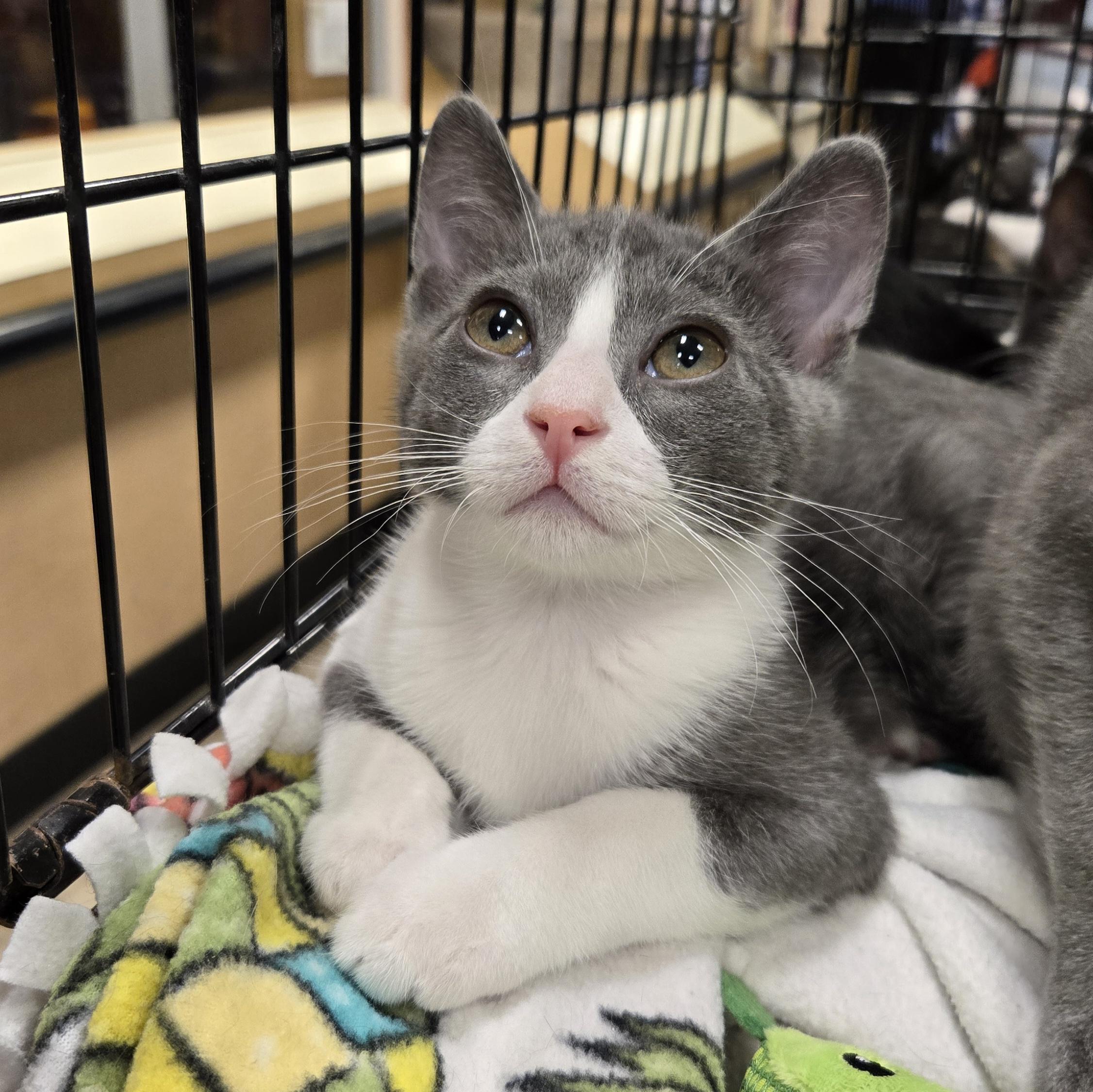 Enlarge Shiloh, a ADOPTABLE Domestic Short Hair in Irvine, CA image 2/4