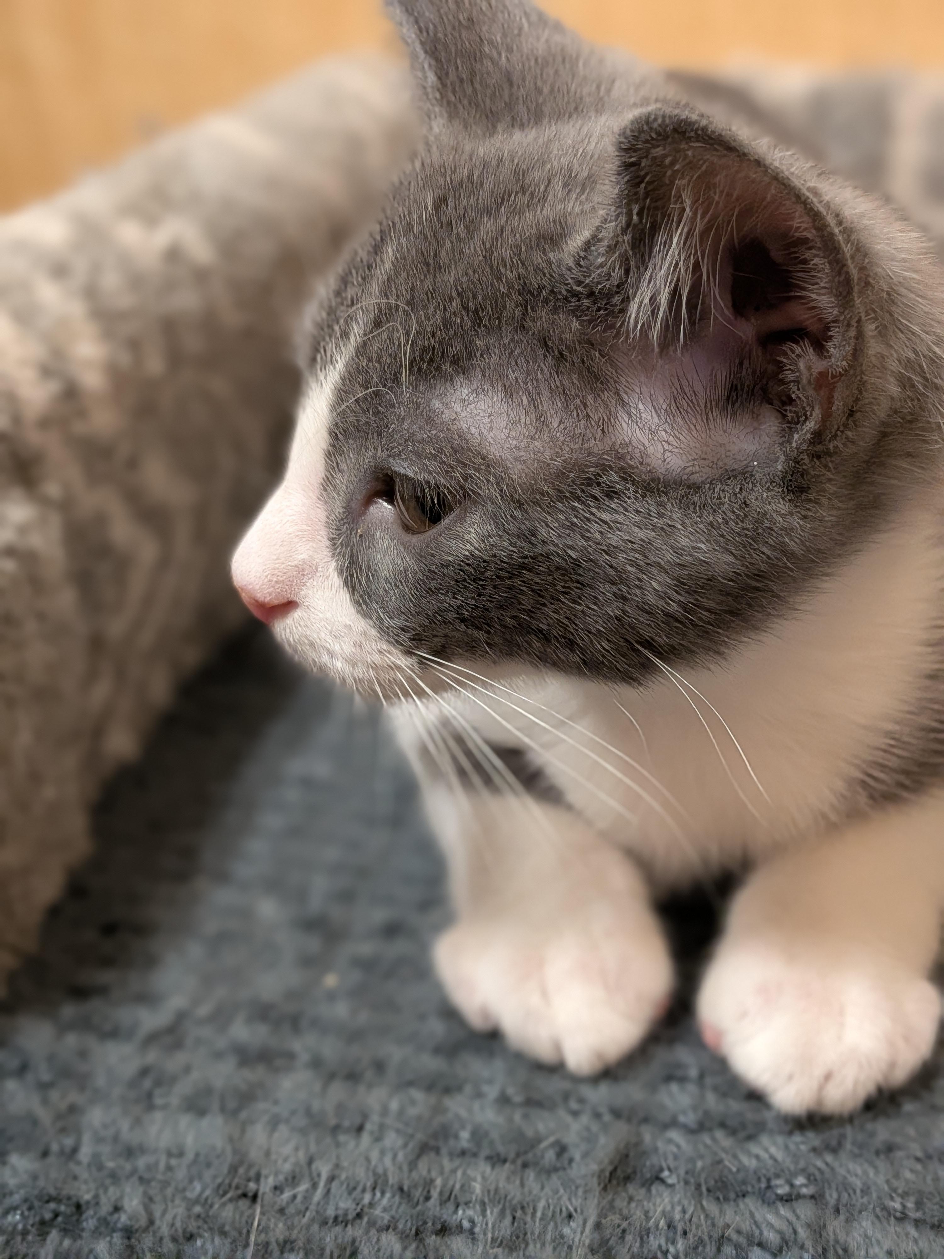 Enlarge Shiloh, a ADOPTABLE Domestic Short Hair in Irvine, CA image 3/4