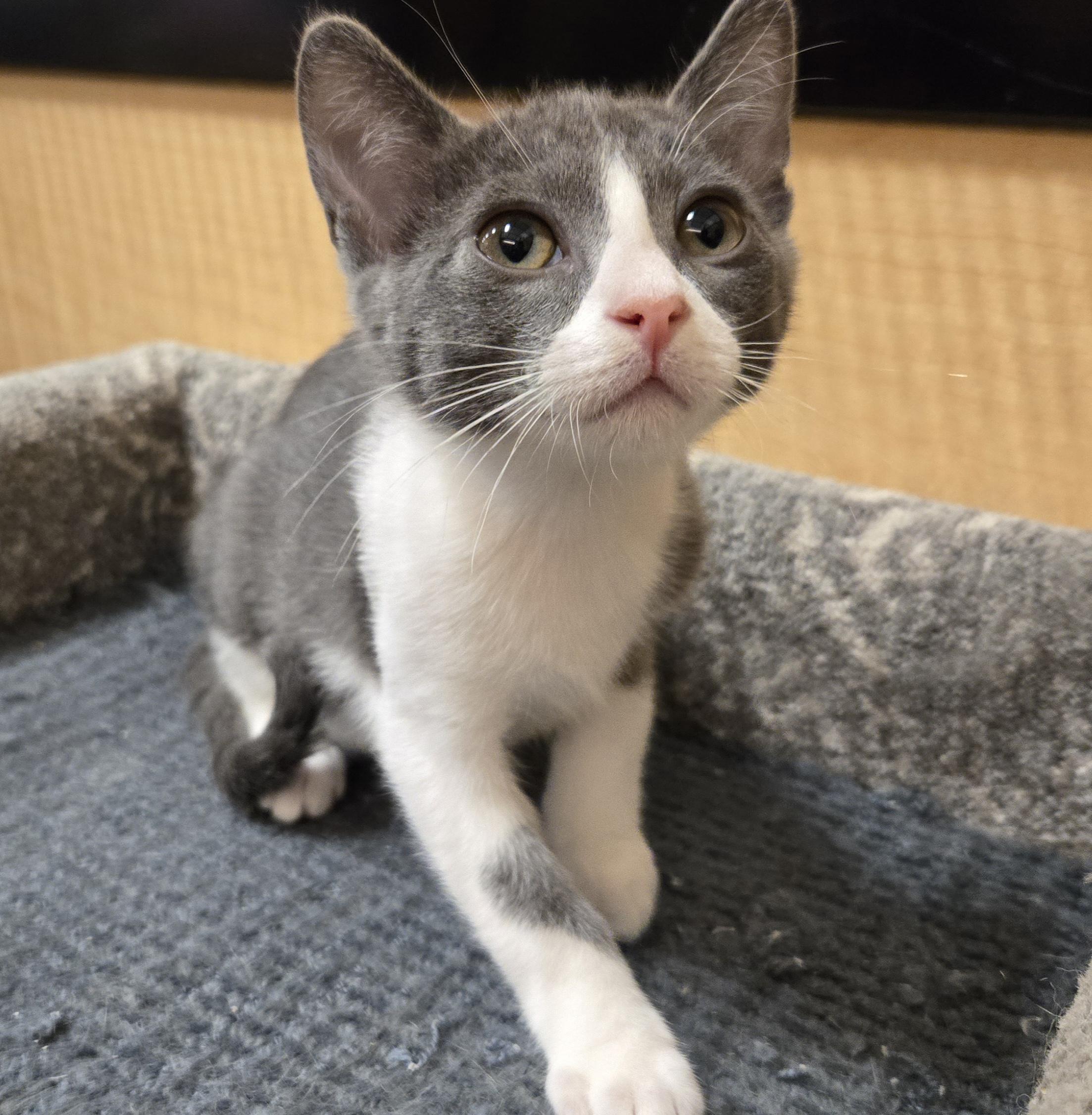 Enlarge Shiloh, a ADOPTABLE Domestic Short Hair in Irvine, CA image 4/4