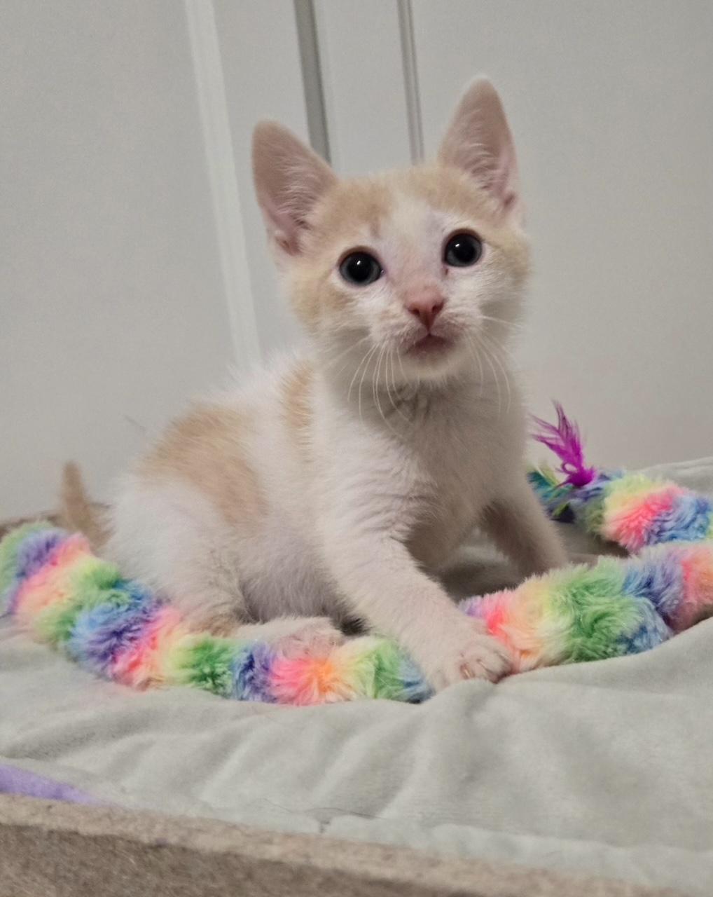 Karen, a Adoptable Domestic Short Hair in La Canada, CA image 3/3
