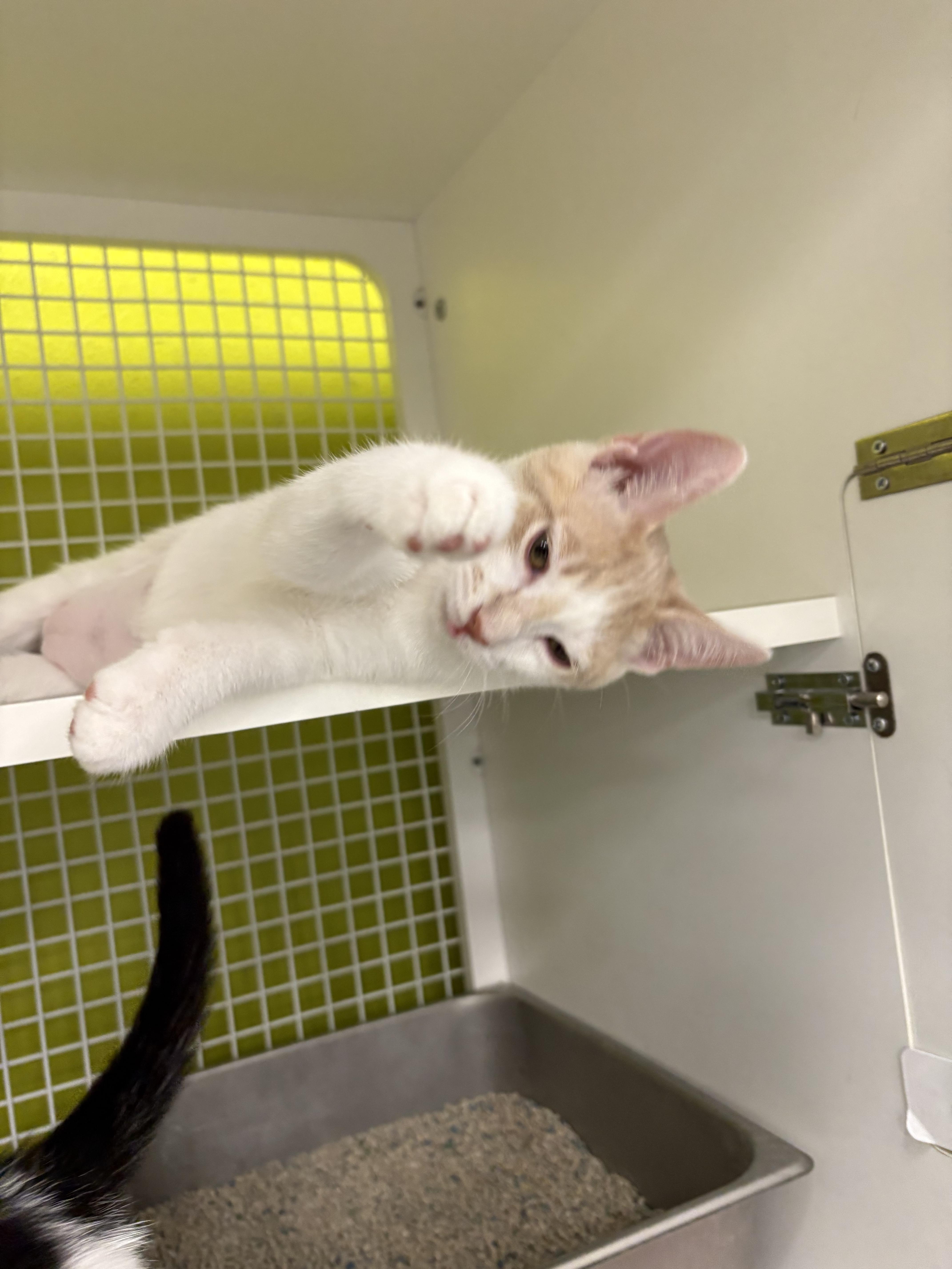 Karen, a Adoptable Domestic Short Hair in La Canada, CA image 2/3