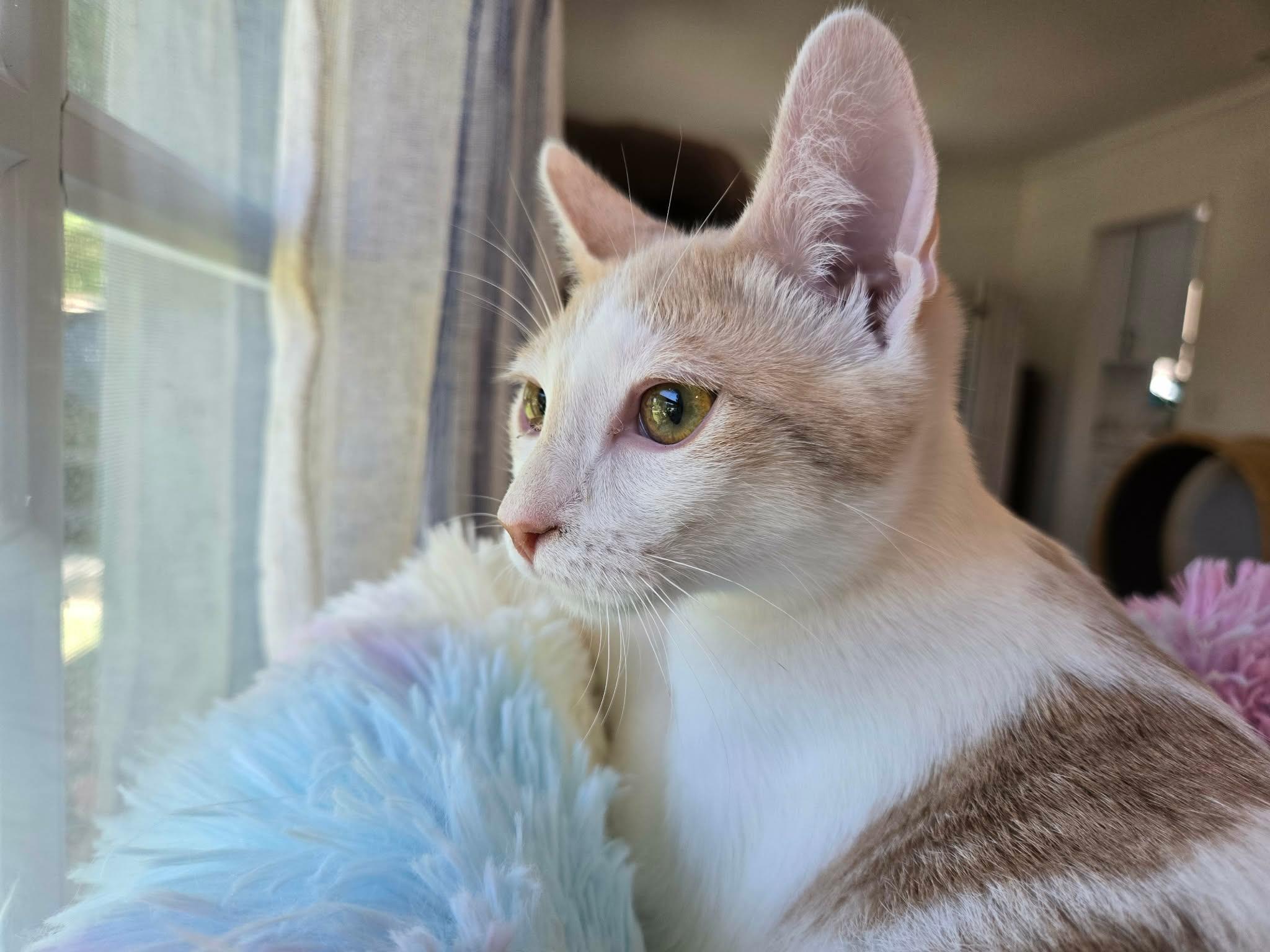 Karen, Adoptable, Kitten Female Domestic Short Hair.